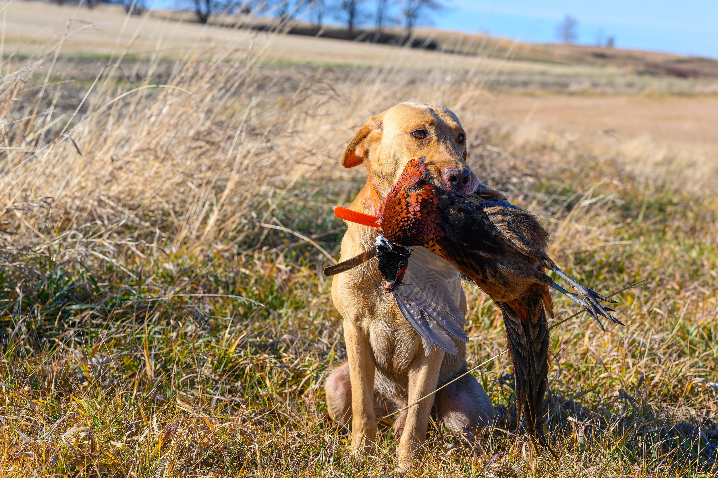 Linus Gets a Pheasant-2025 ND Governor's Photo Contest Winner