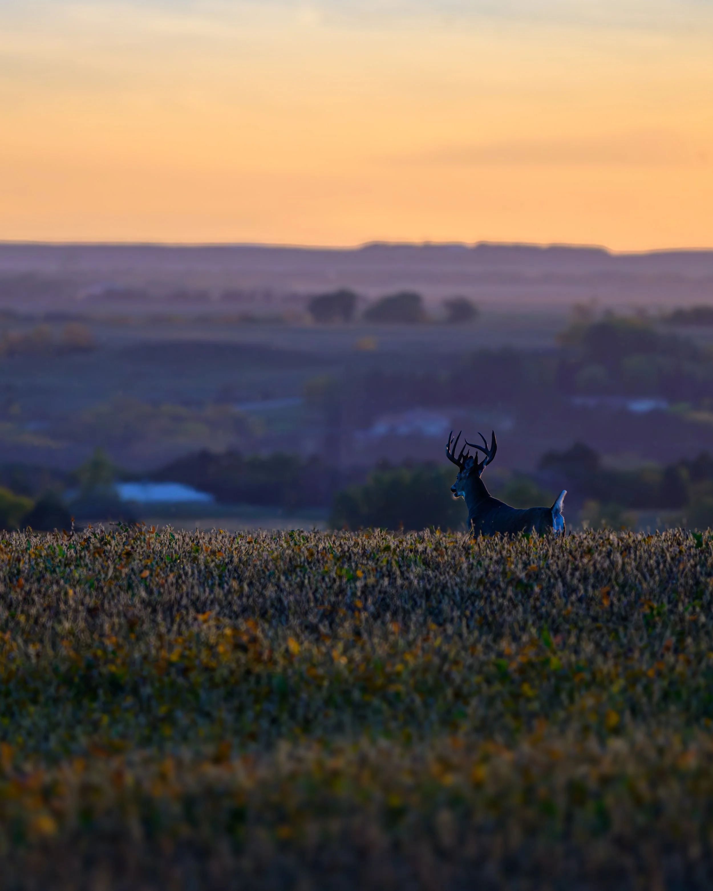 DSC_3437-2.jpg