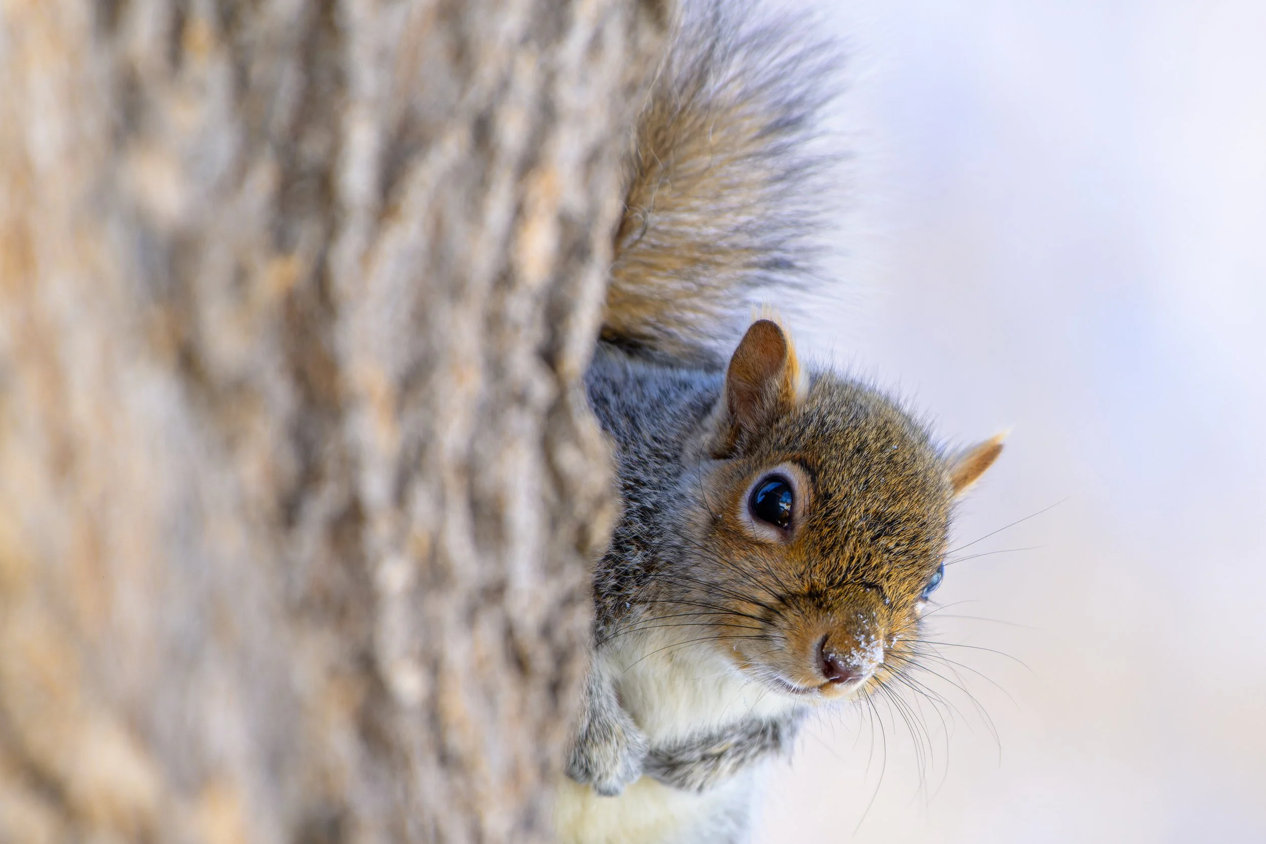 DSC_8806-NEF_DxO_DeepPRIME.jpg