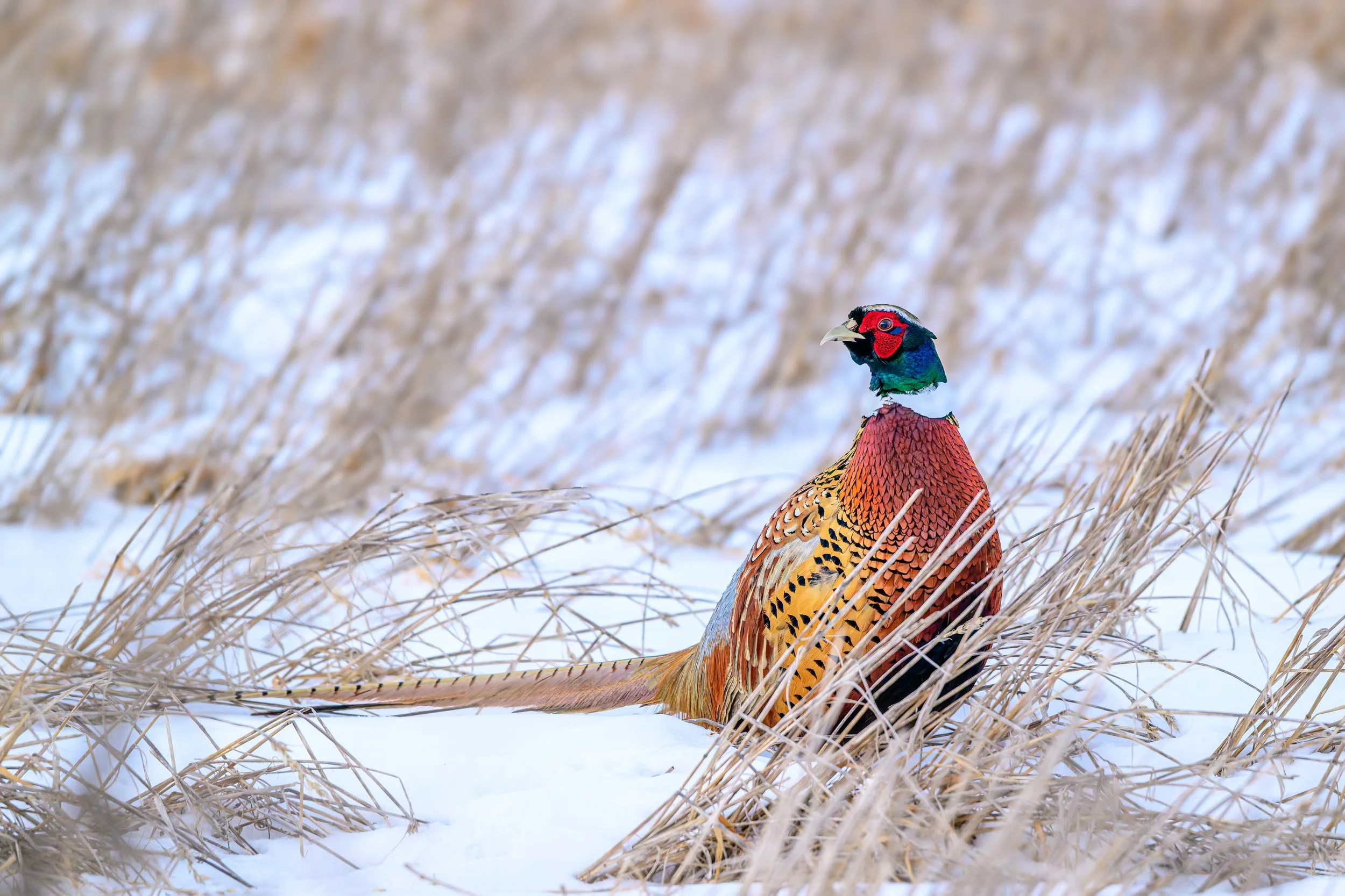 DSC_0675-DxO_DeepPRIME 3.jpg