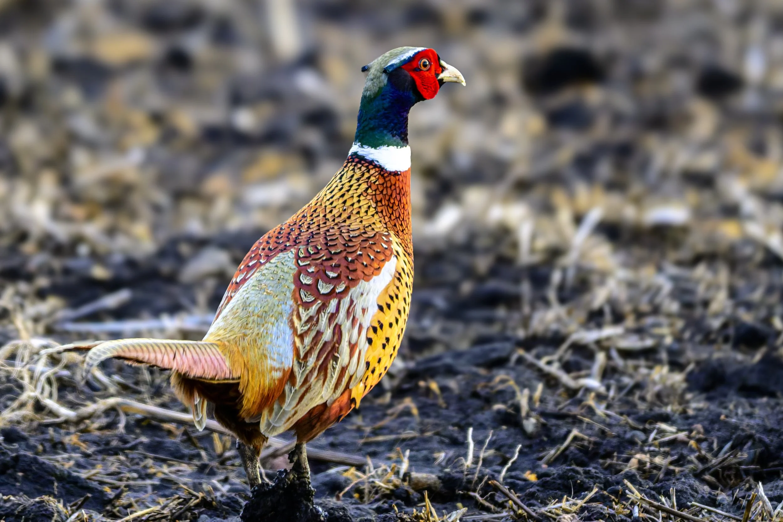 DSC_2547-DxO_DeepPRIME 3-Edit-2.jpg