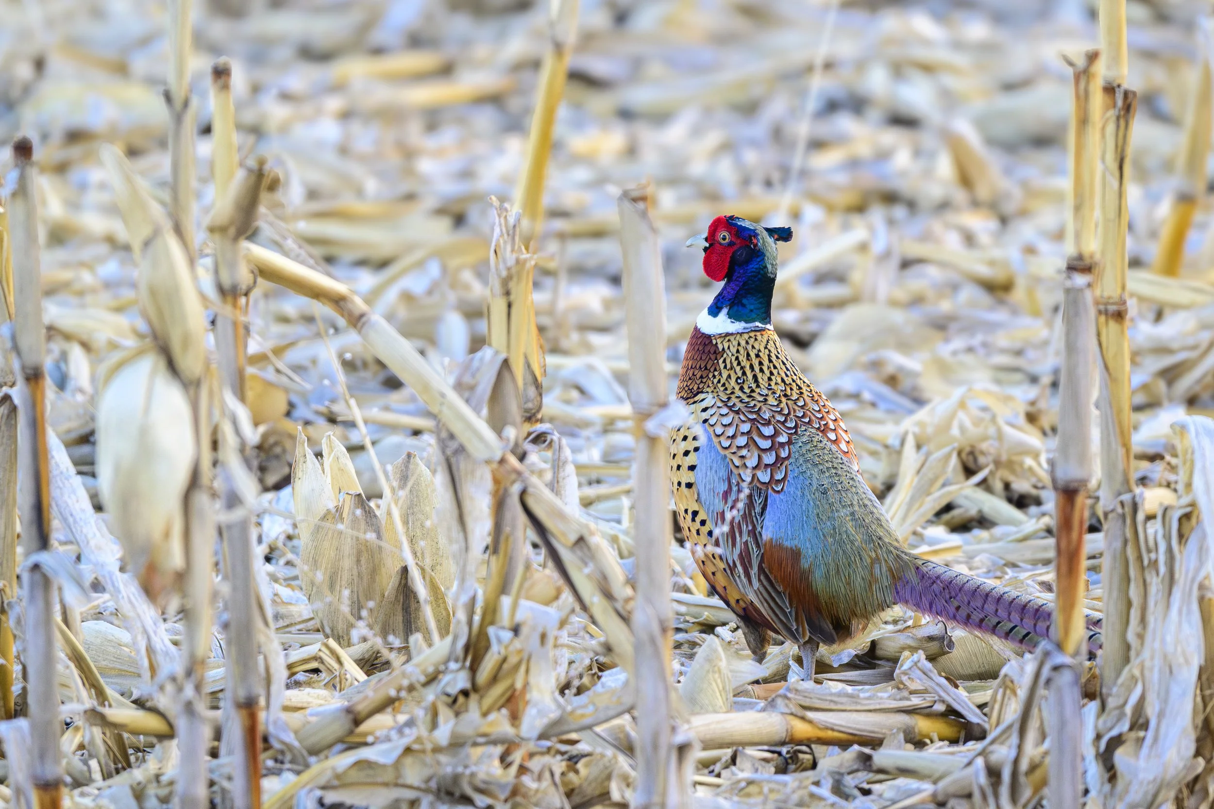 DSC_3898-Edit.jpg