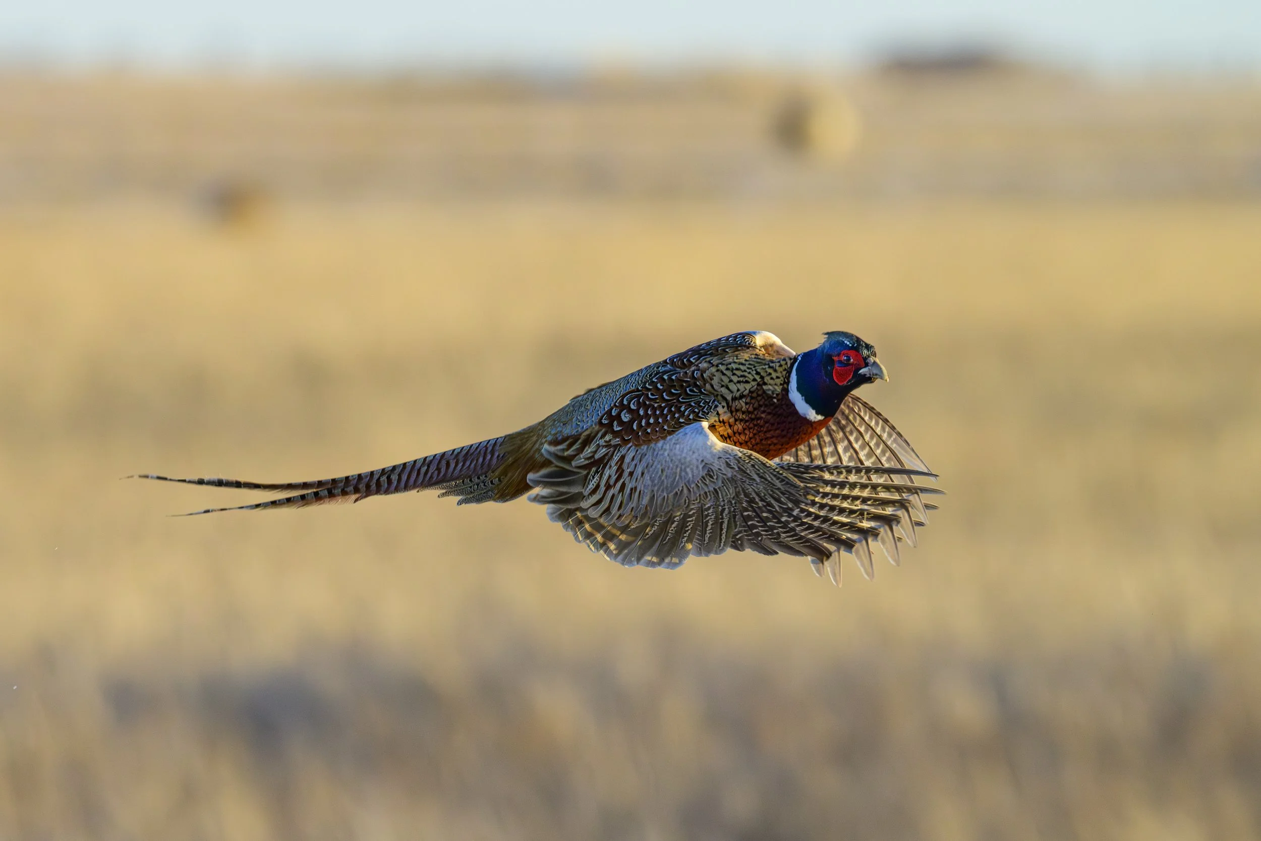DSC_5959-Edit.jpg