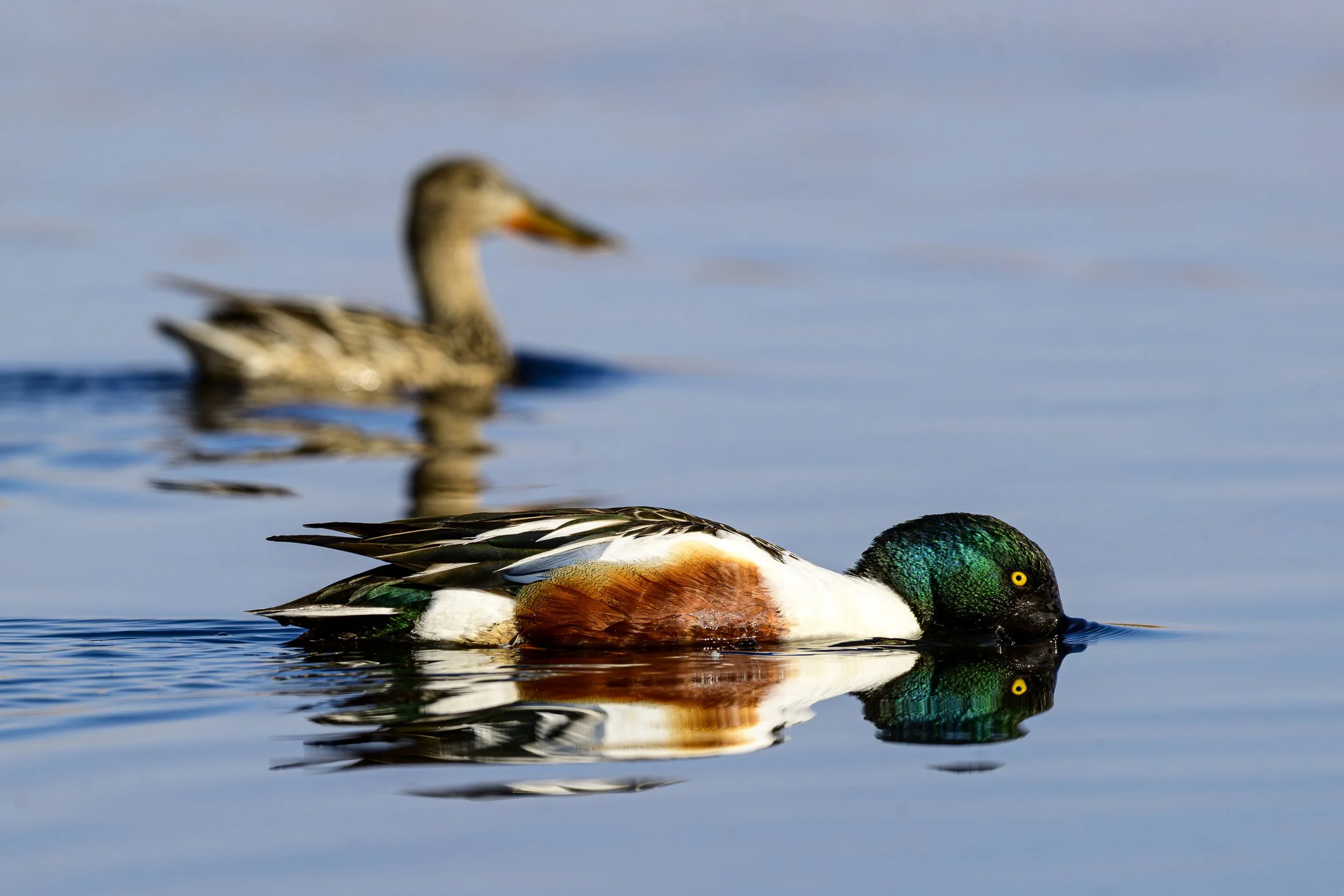 DSC_9704-Edit.jpg