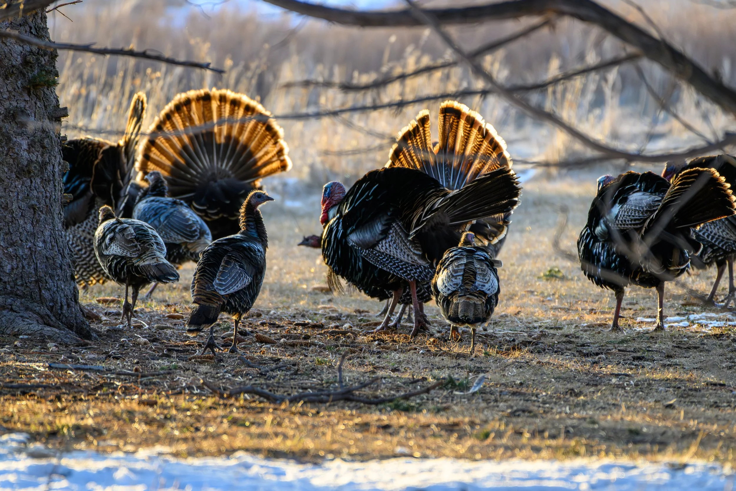 Group of wild turkeys gathered on the ground in a forested area during daylight.