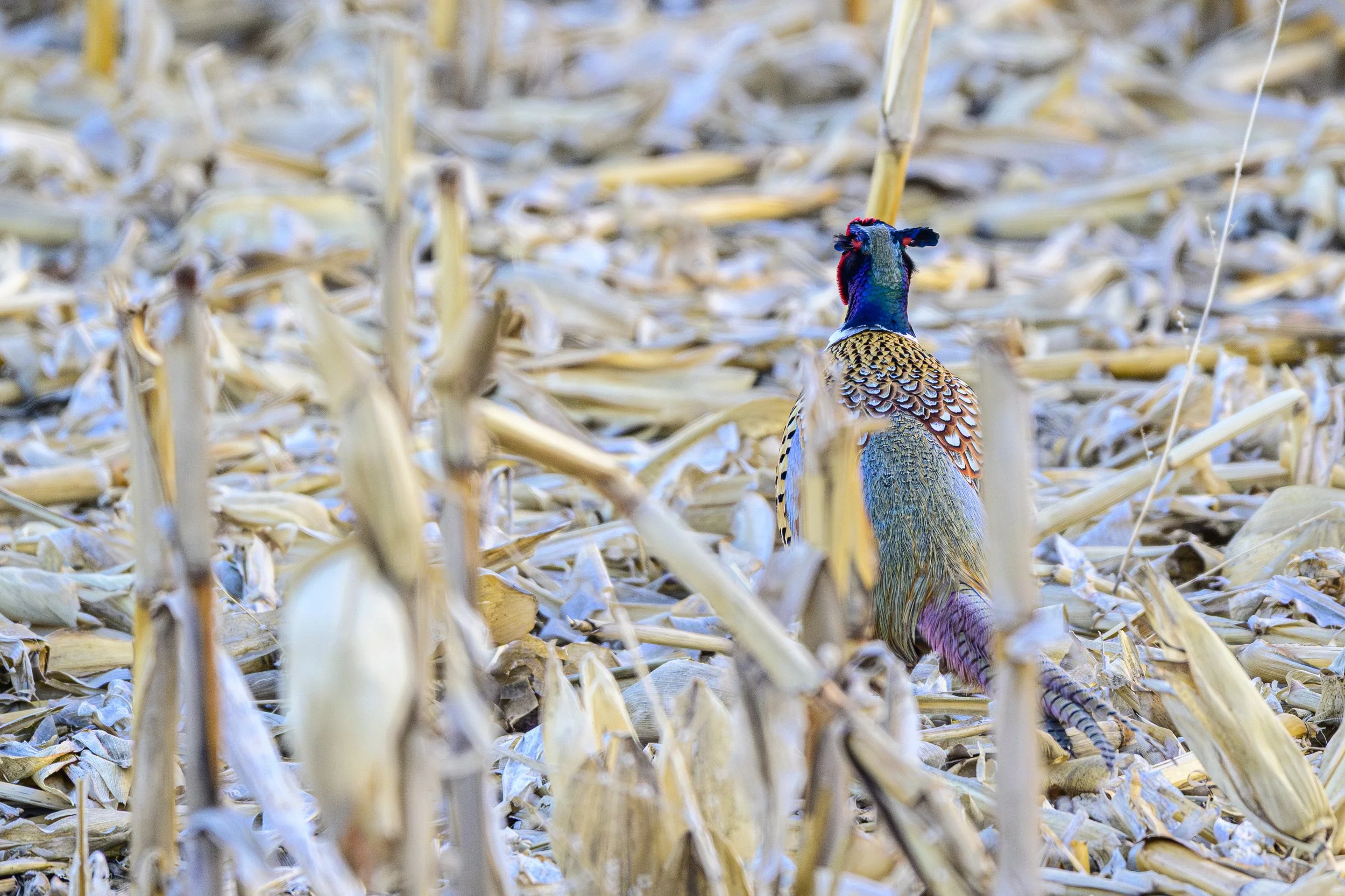 DSC_3899-Edit.jpg