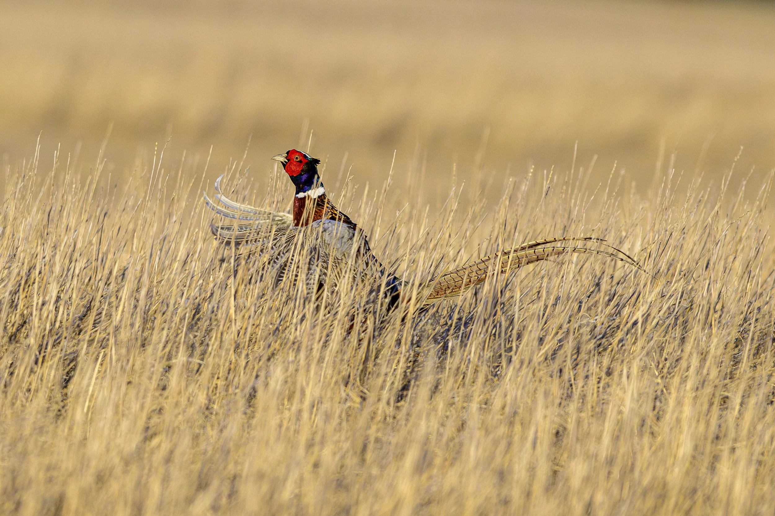 DSC_7156-Edit.jpg