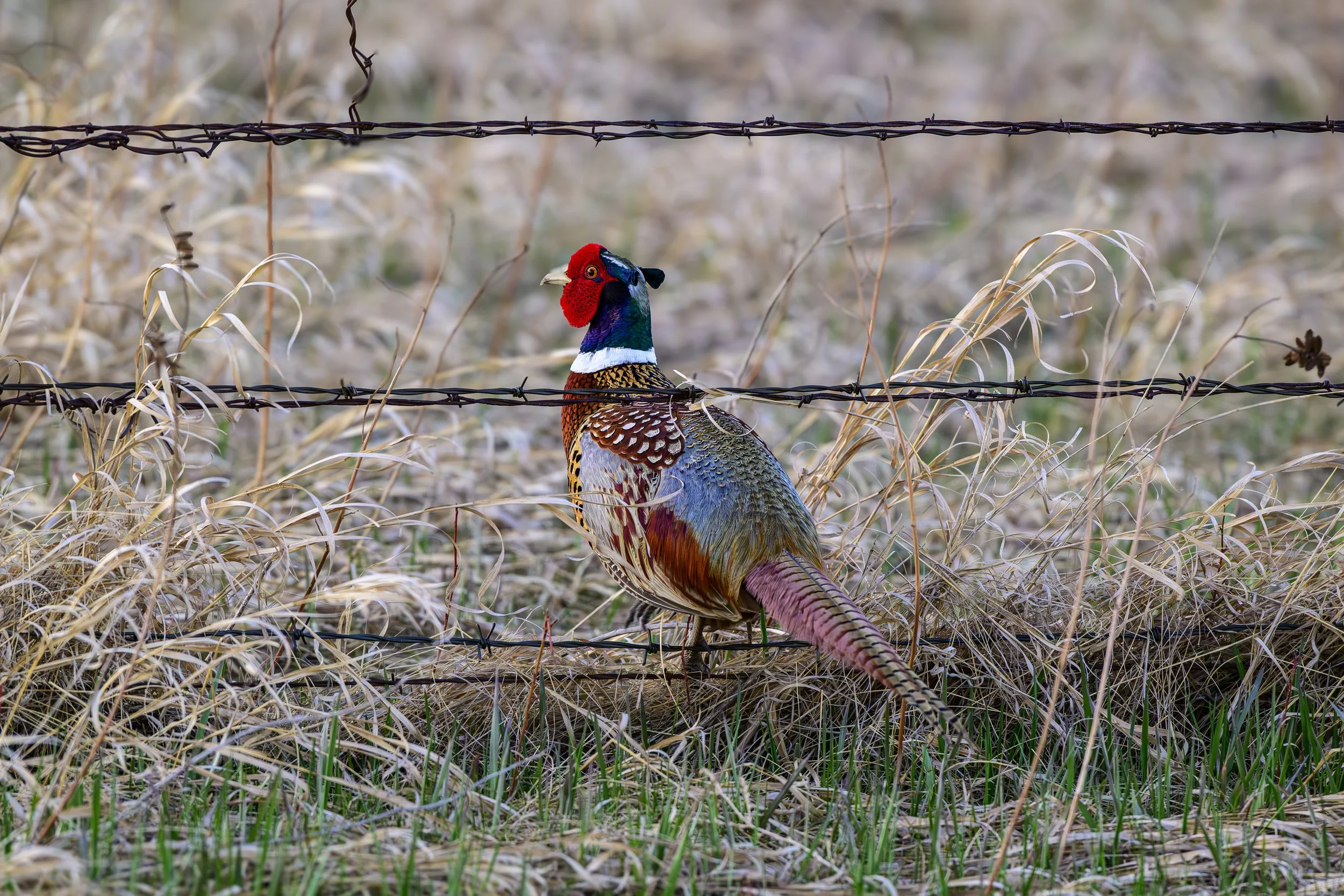 DSC_7397.jpg