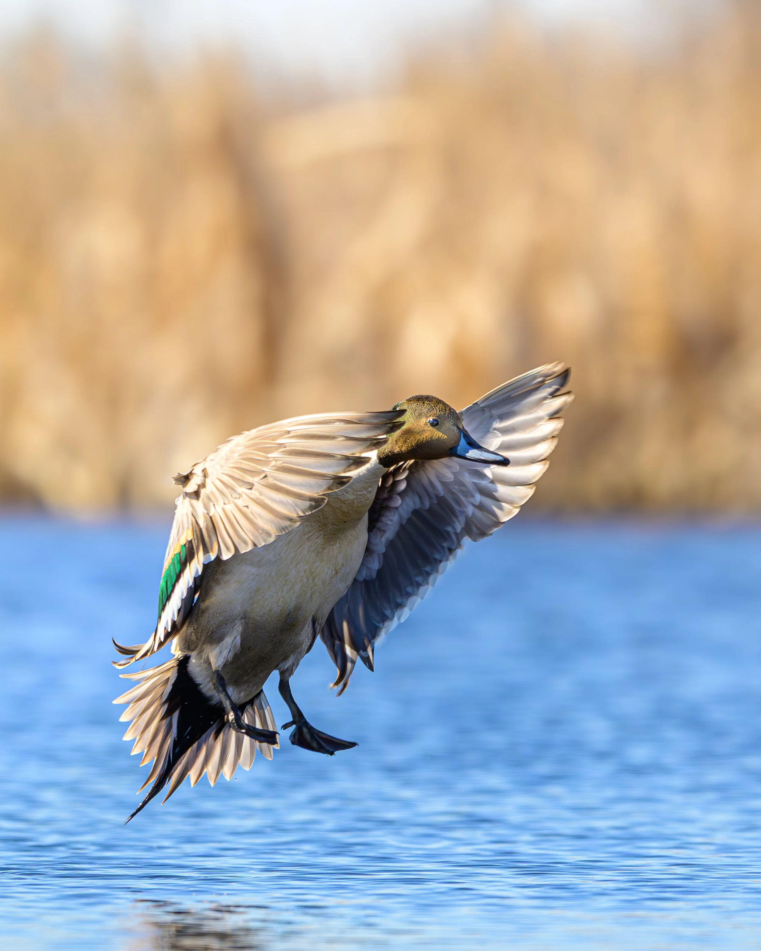 A Northern Pintail landing in the sunny slough.
