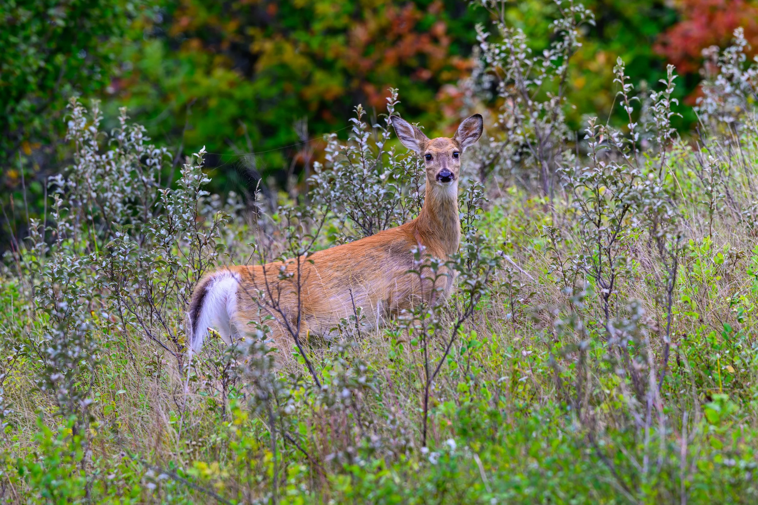 DSC_3298-Edit-Edit.jpg