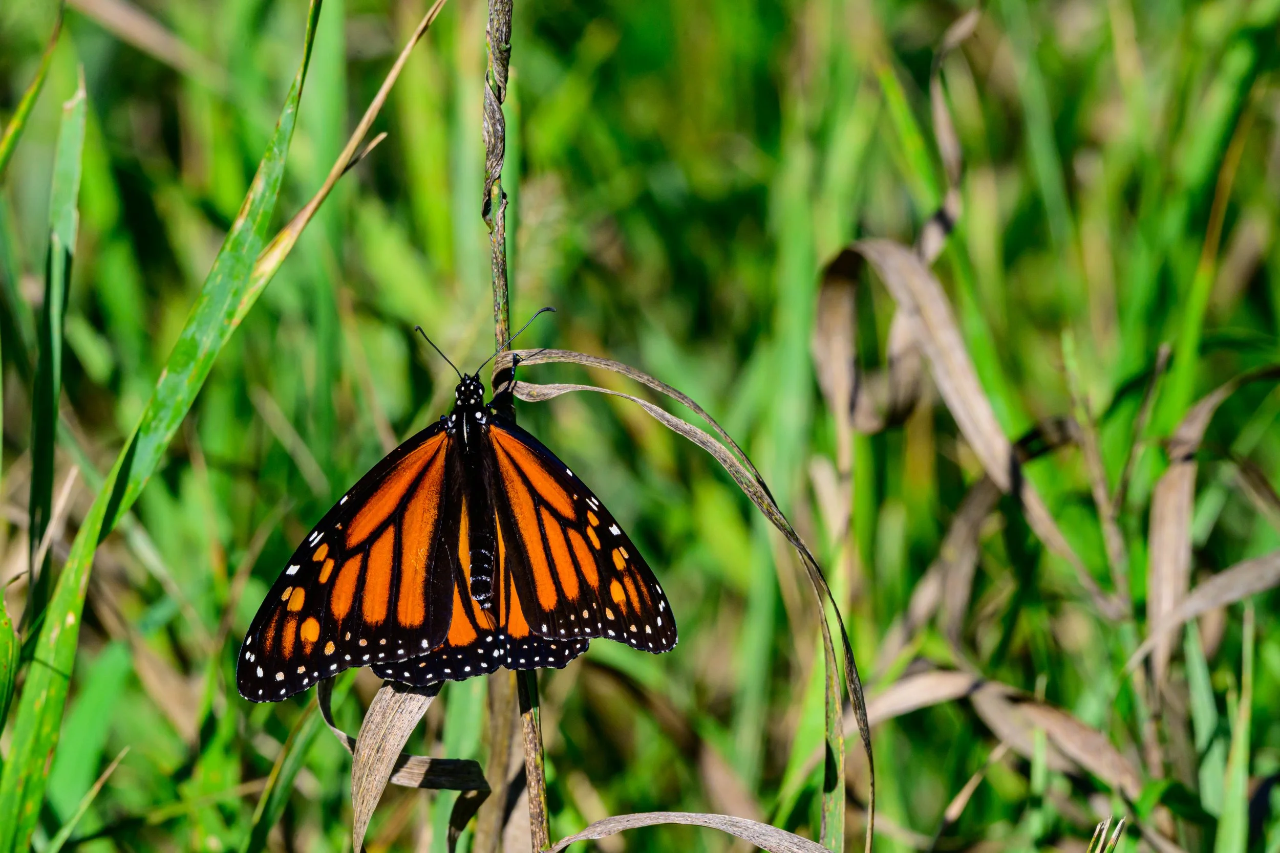 DSC_3009-Edit.jpg