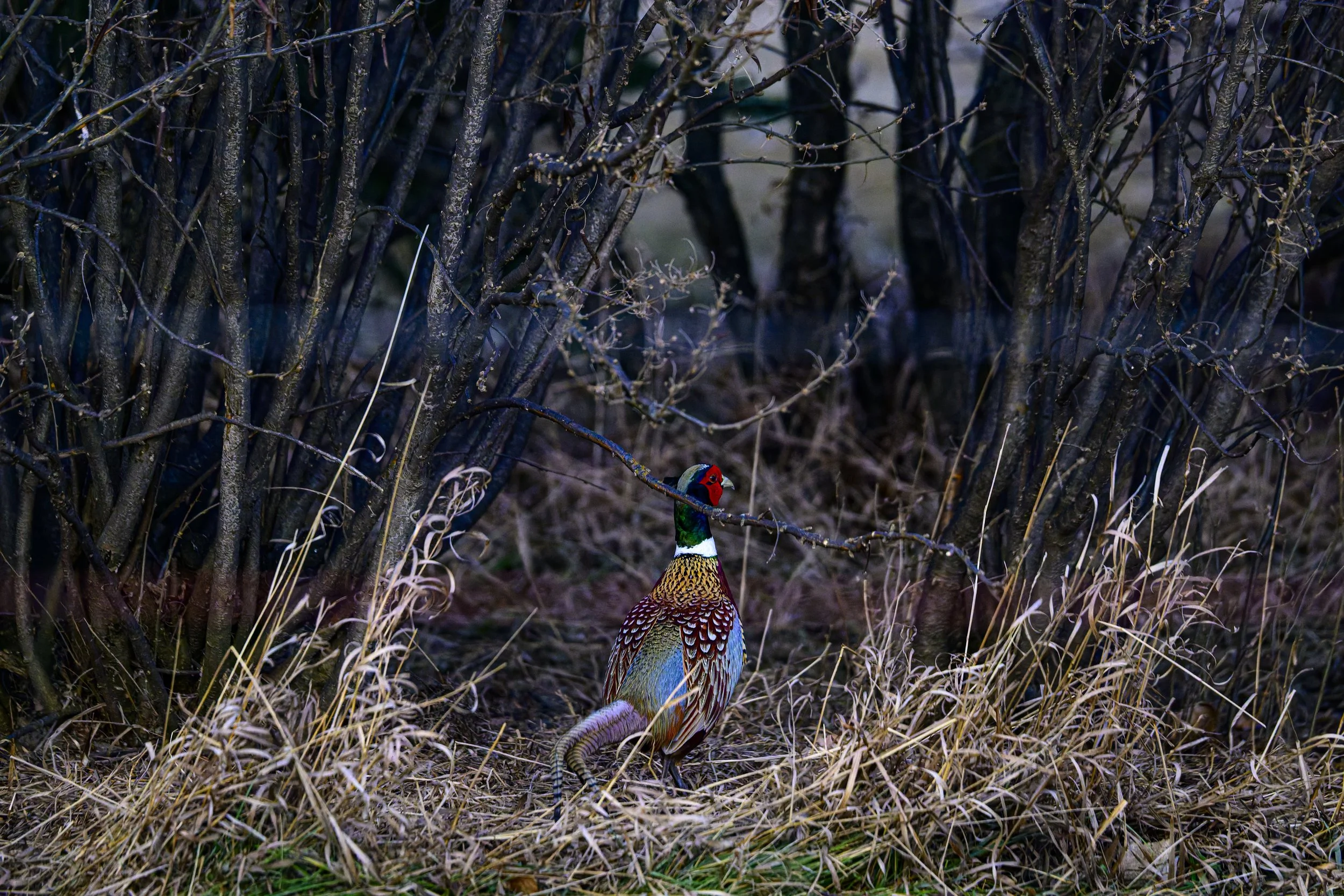 DSC_2886-DxO_DeepPRIME 3.jpg