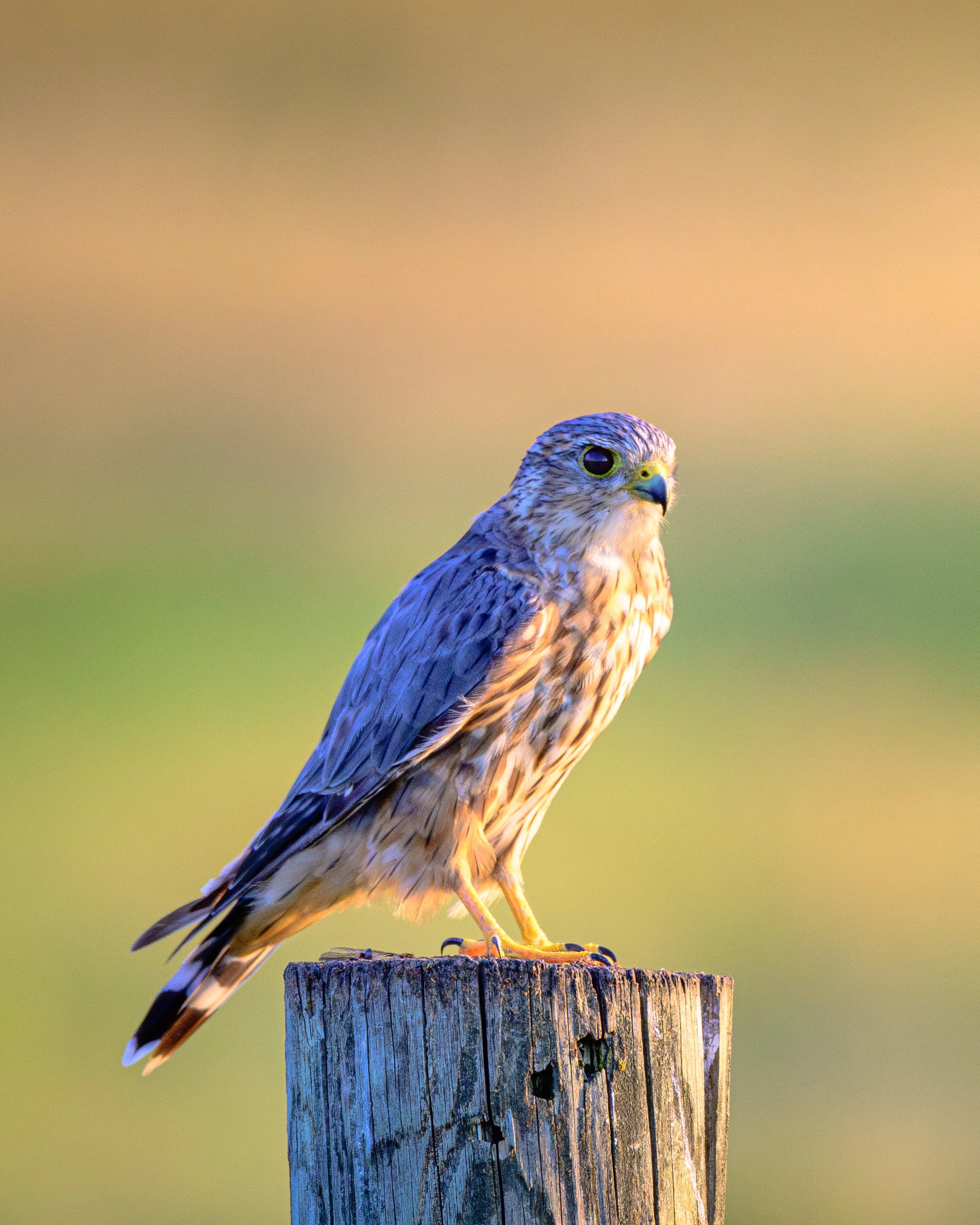 A Merlin hawk on his perch.