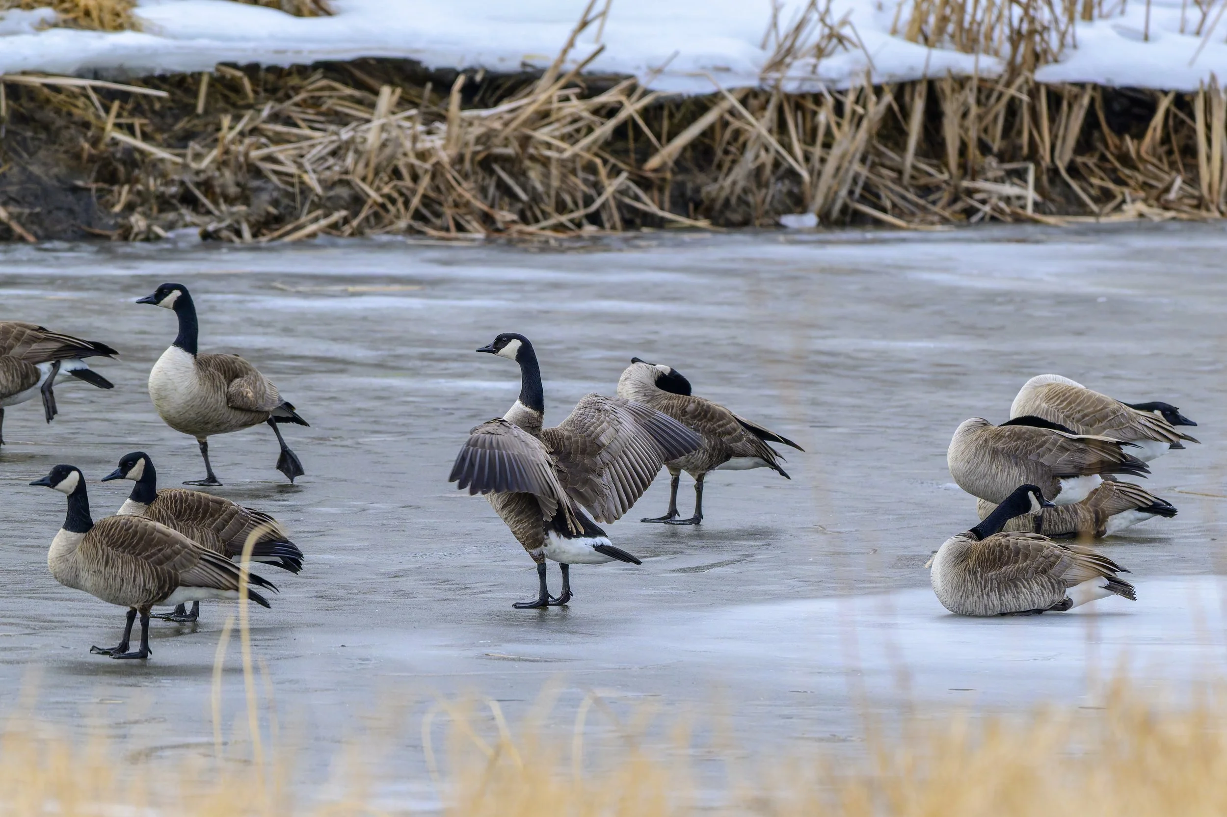 DSC_2922-DxO_DeepPRIME 3-Edit.jpg