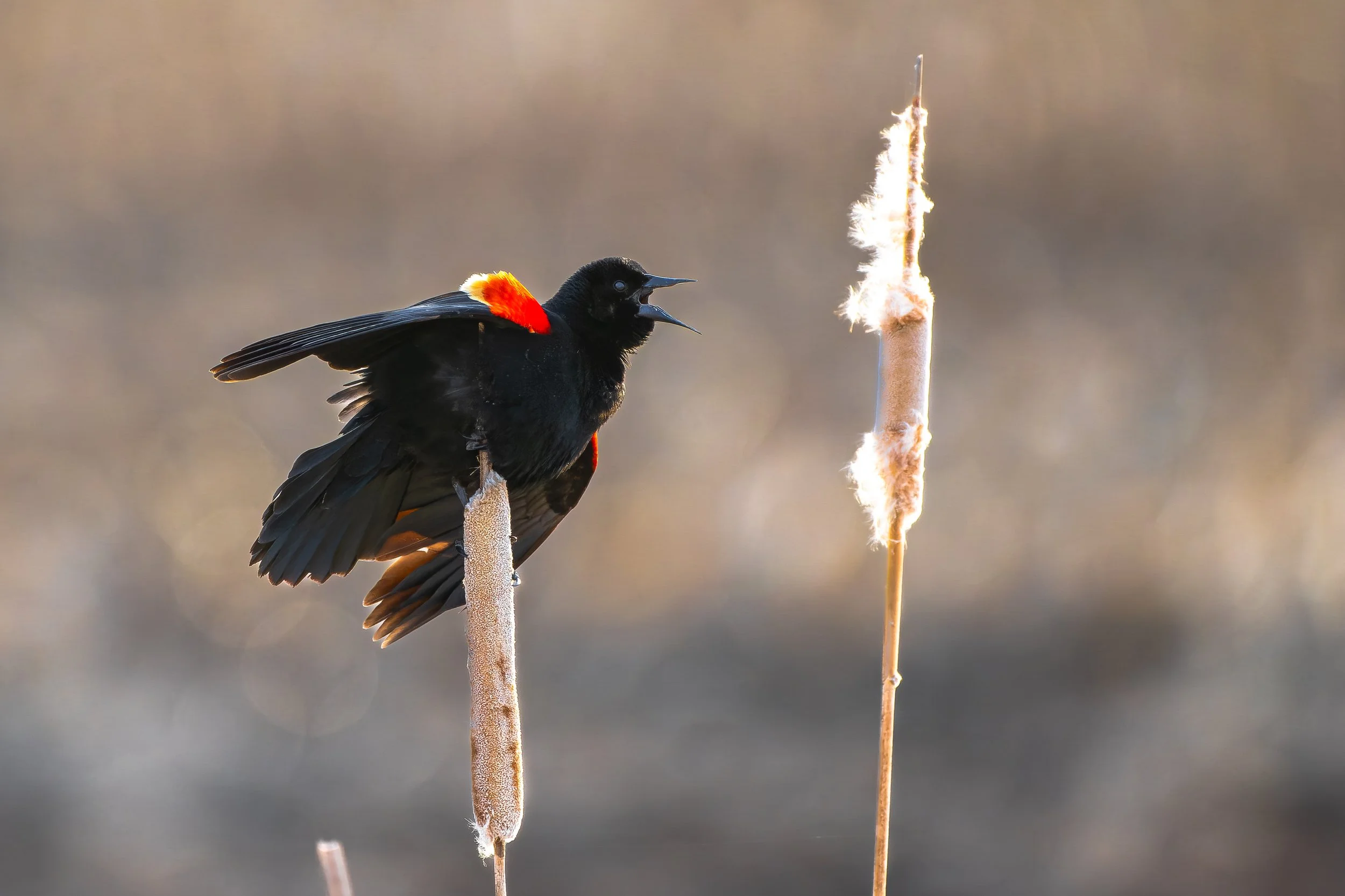 A red winged blackbird on the Dakota prairie.