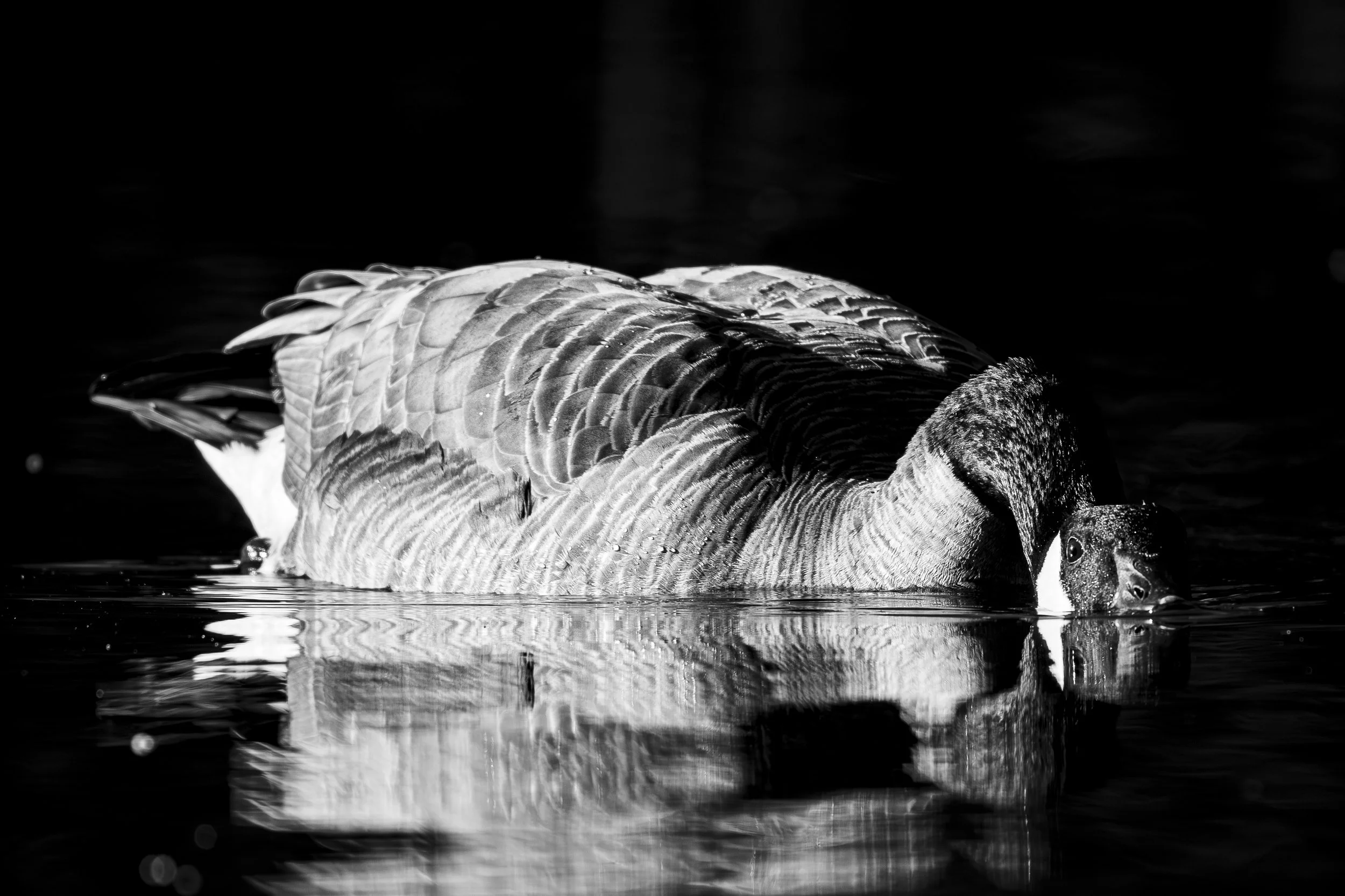DSC_0784-Edit.jpg
