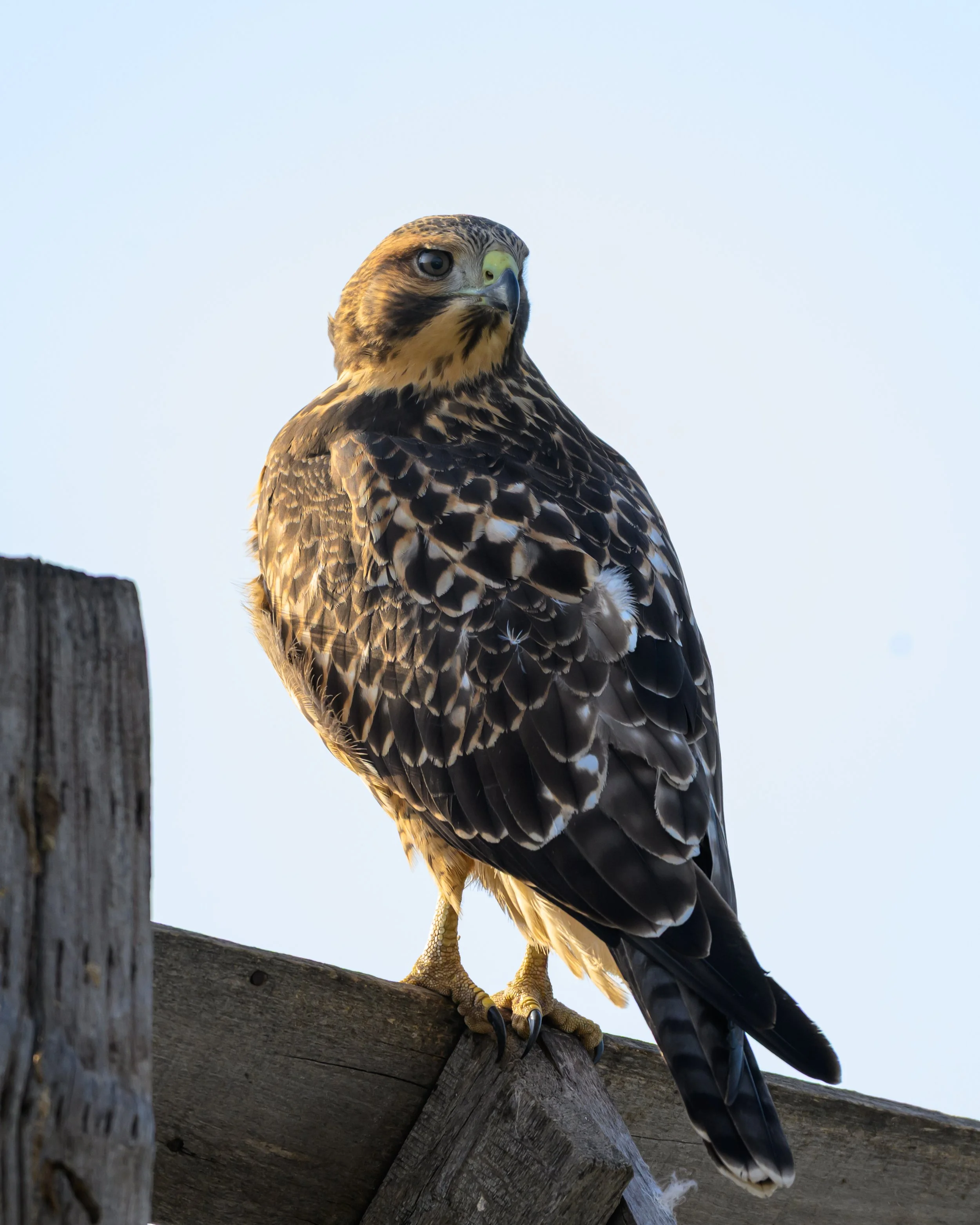 DSC_7429-2.jpg