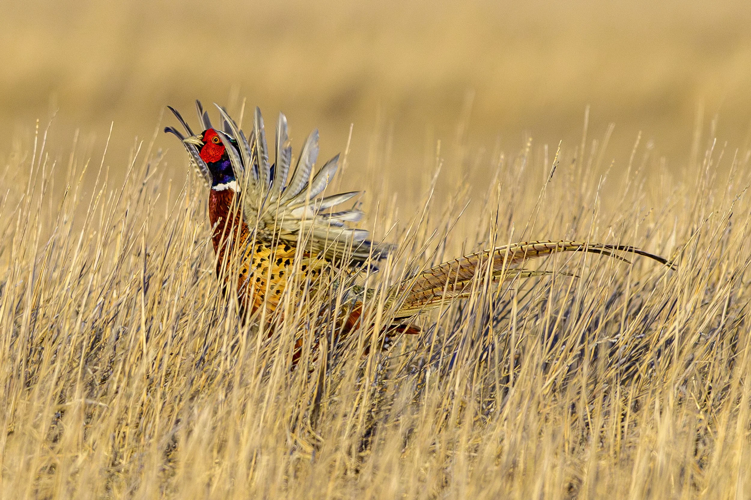 DSC_7157-Edit.jpg