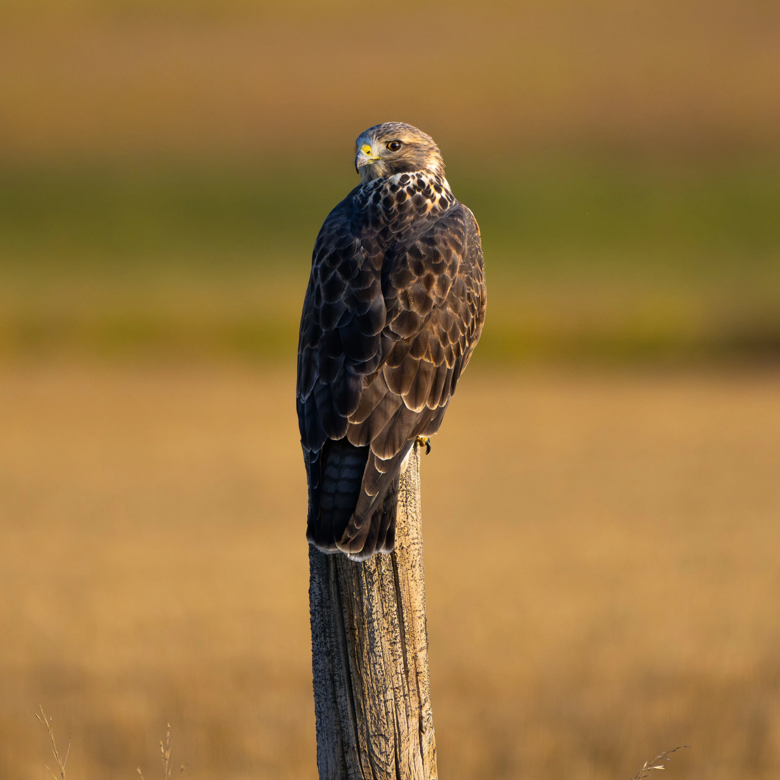 DSC_9019.jpg