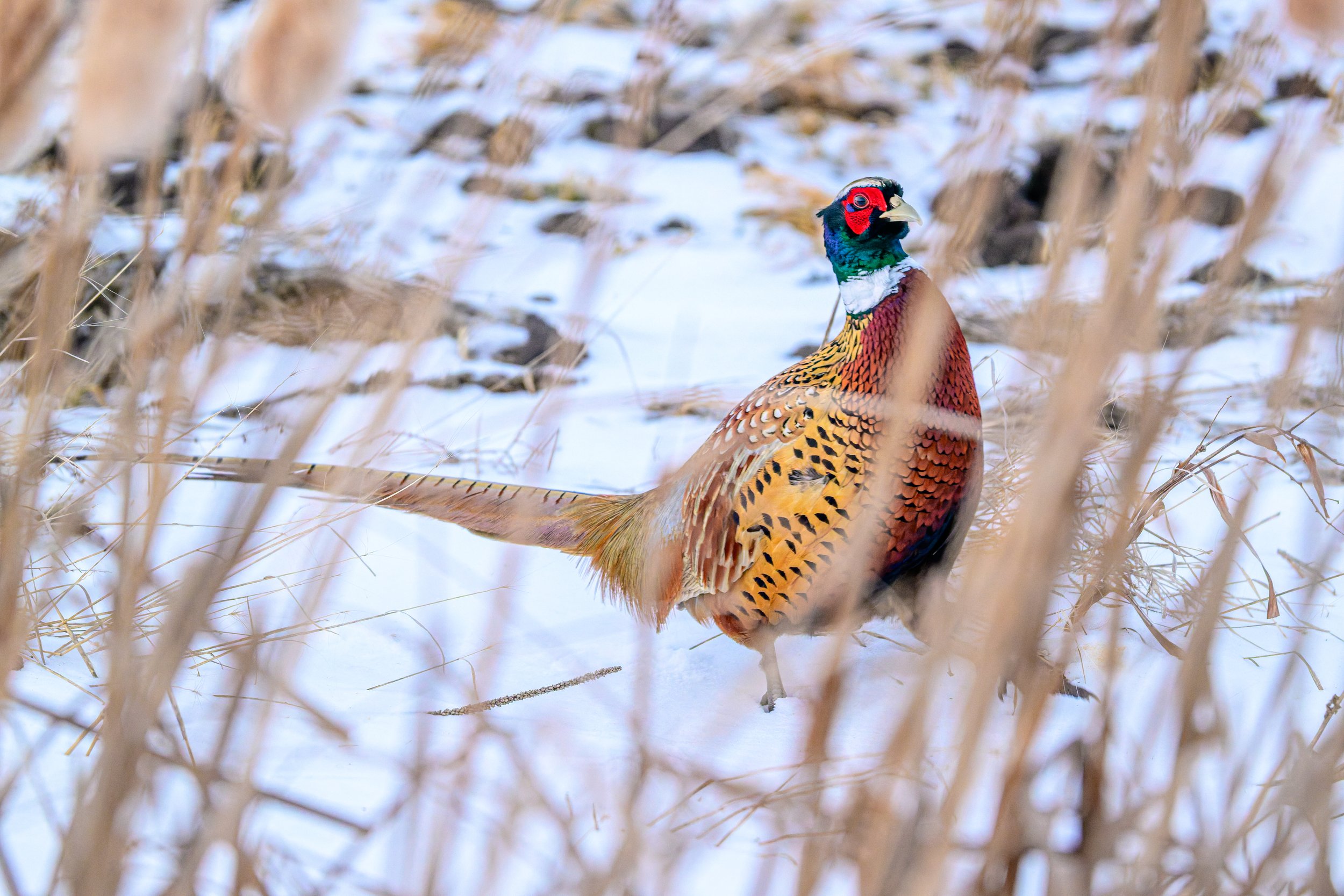 A colorful pheasant standing among dry grass and snow.
