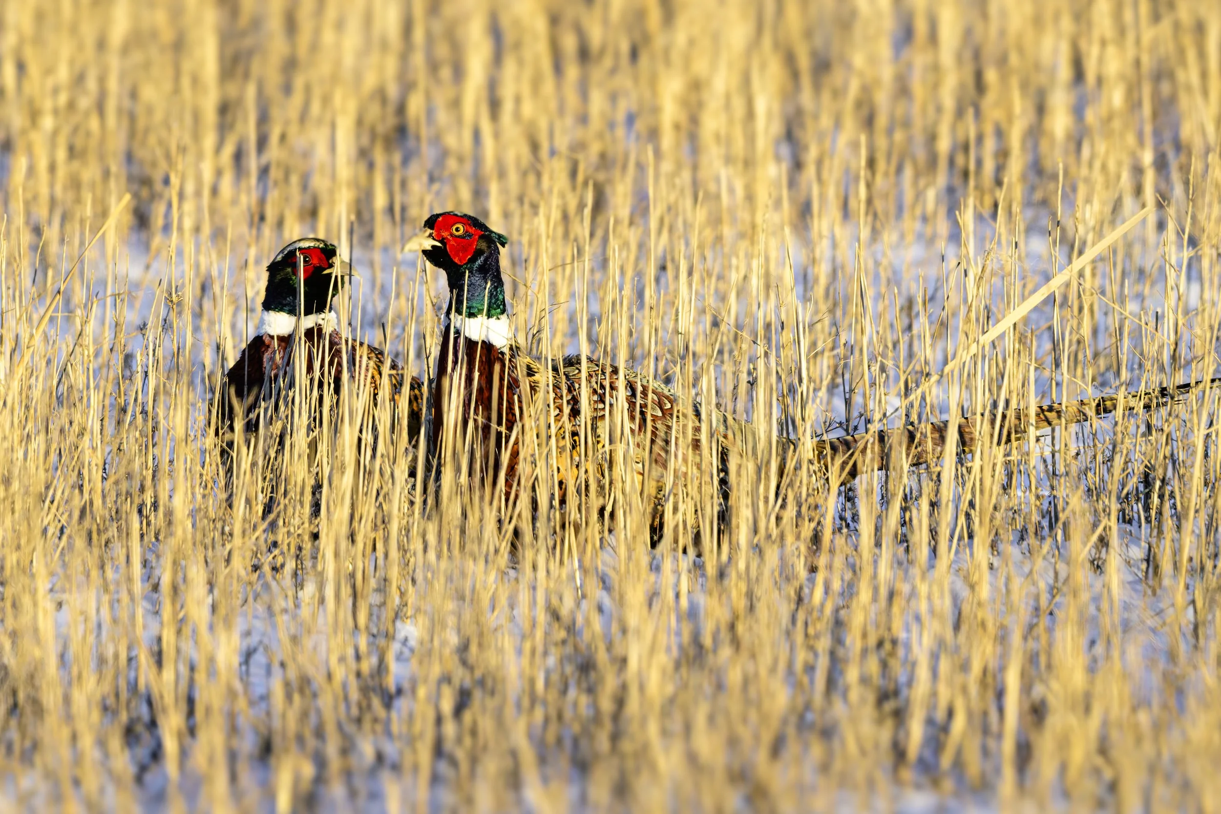 DSC_3336-DxO_DeepPRIME 3-Edit.jpg