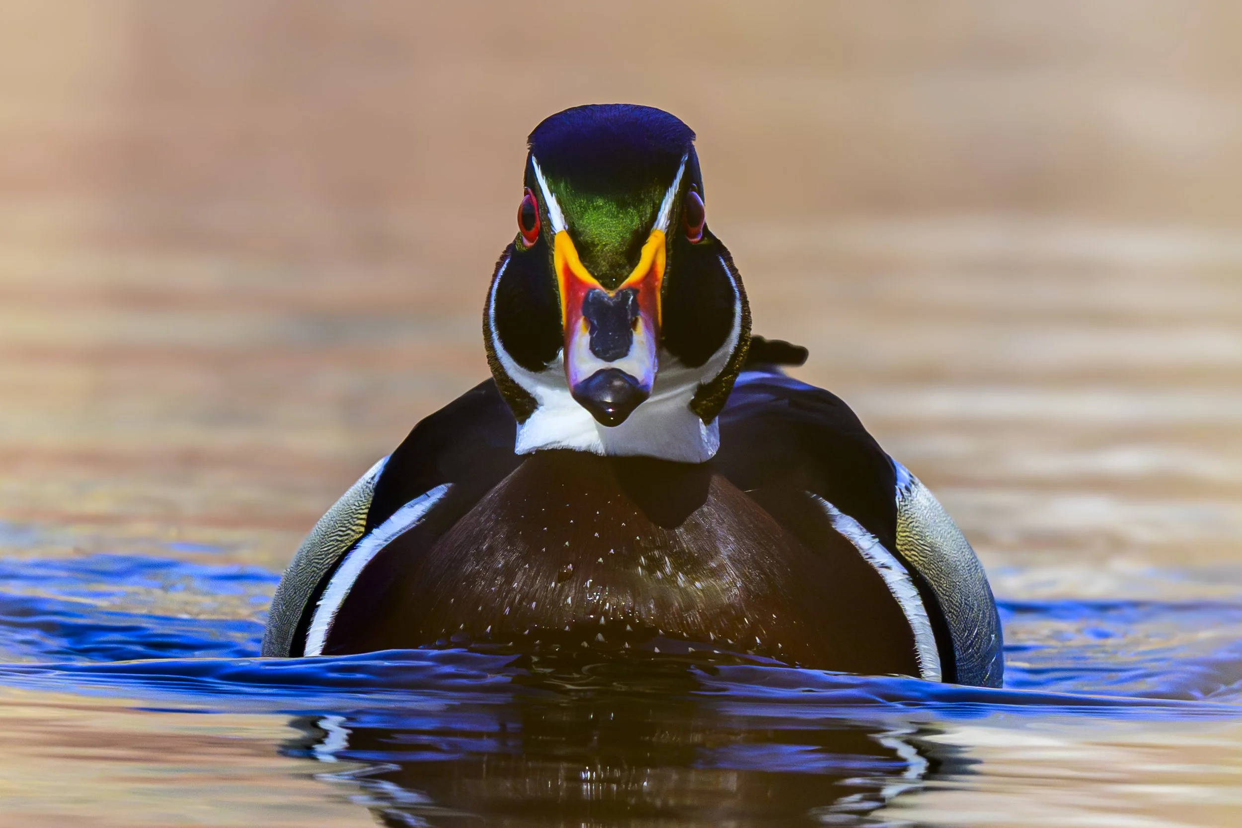 DSC_1279-Edit-2.jpg