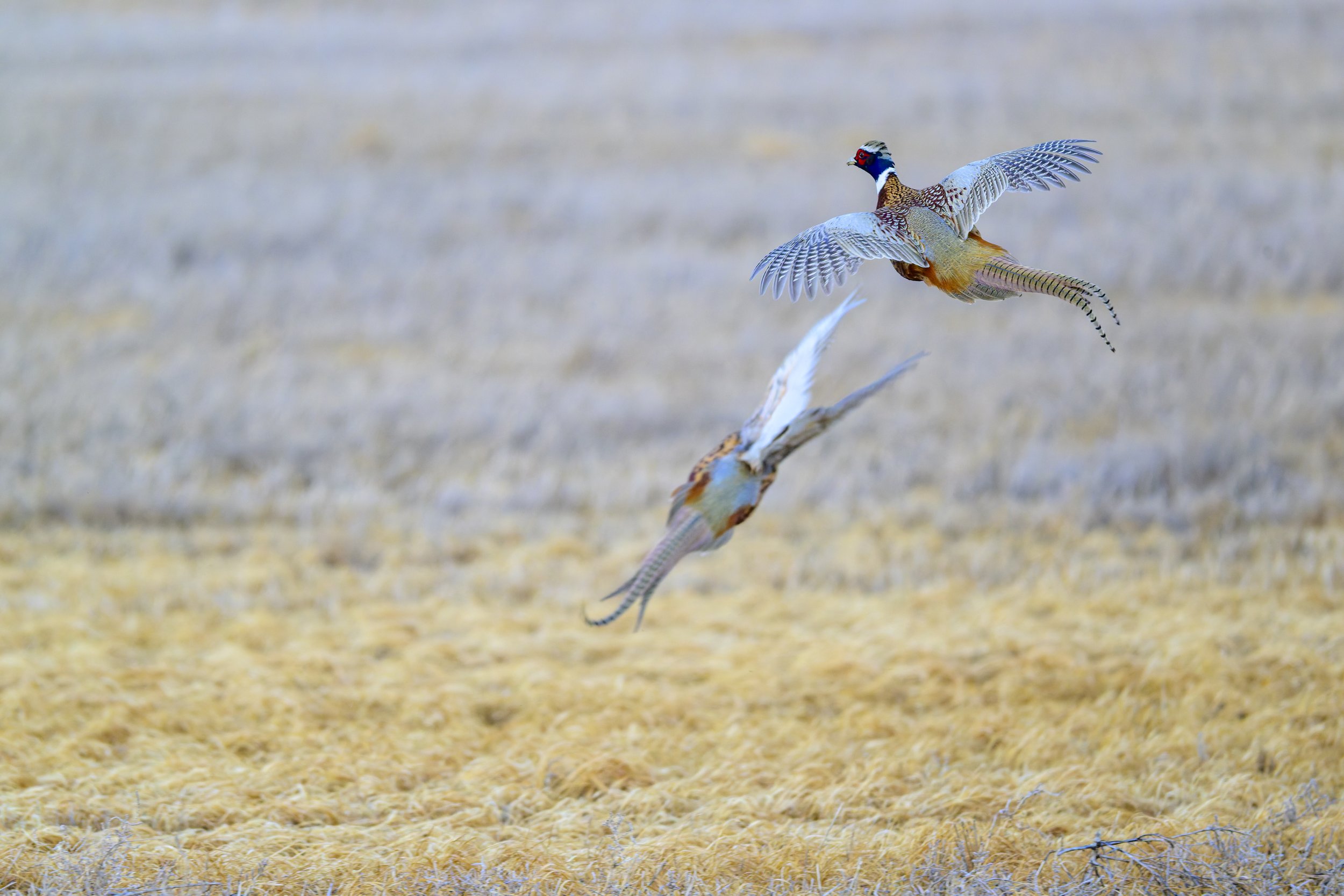 DSC_2625-DxO_DeepPRIME 3.jpg