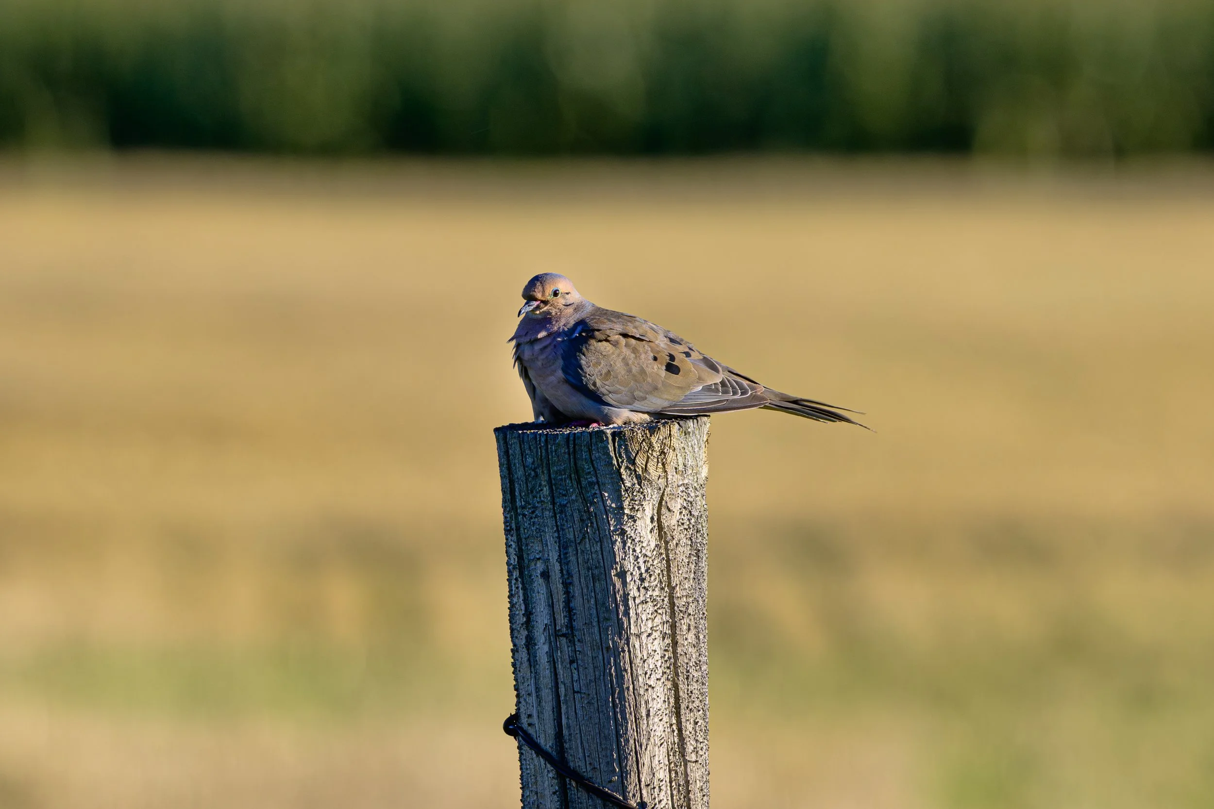 DSC_2763-Edit.jpg