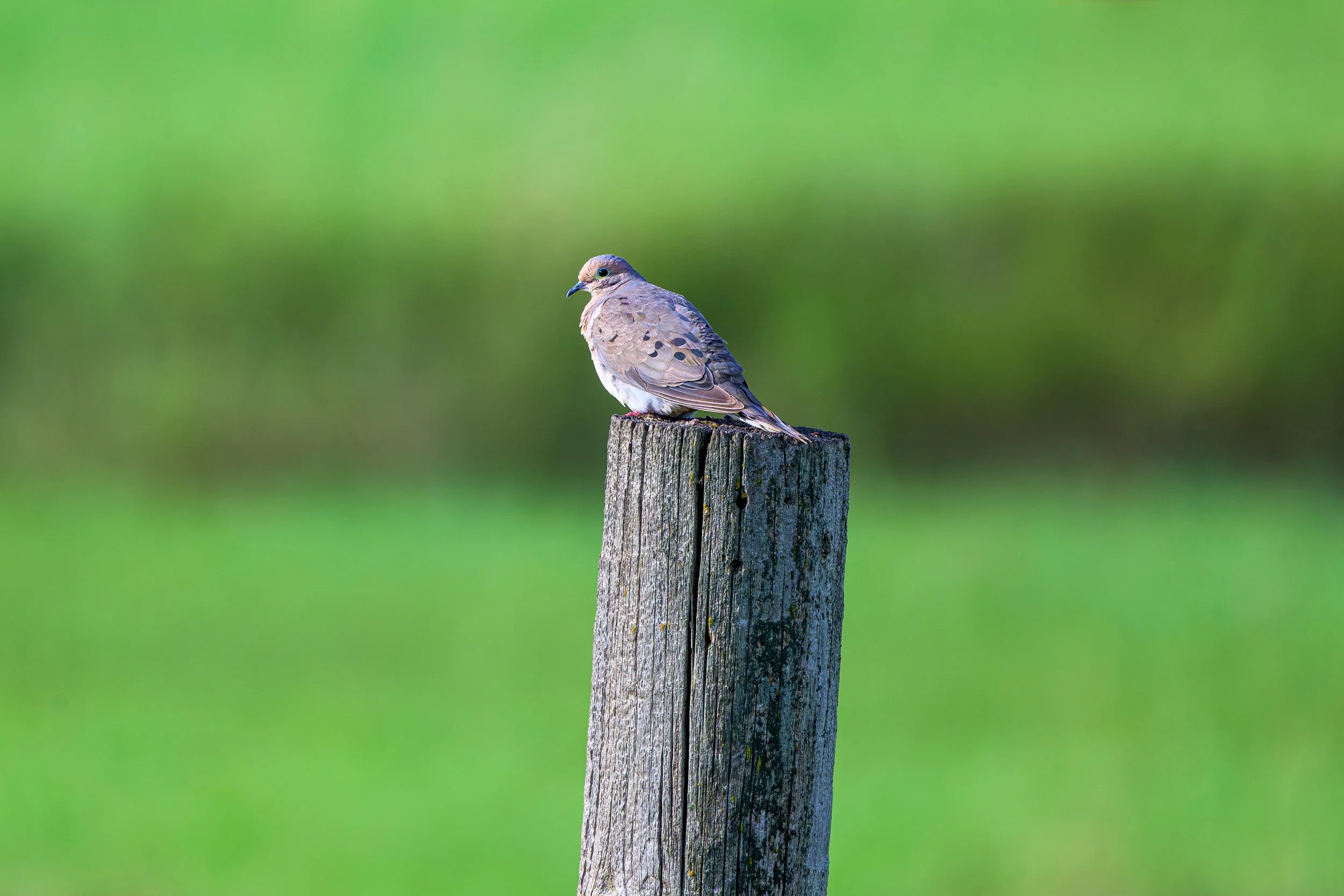DSC_0032-Edit.jpg