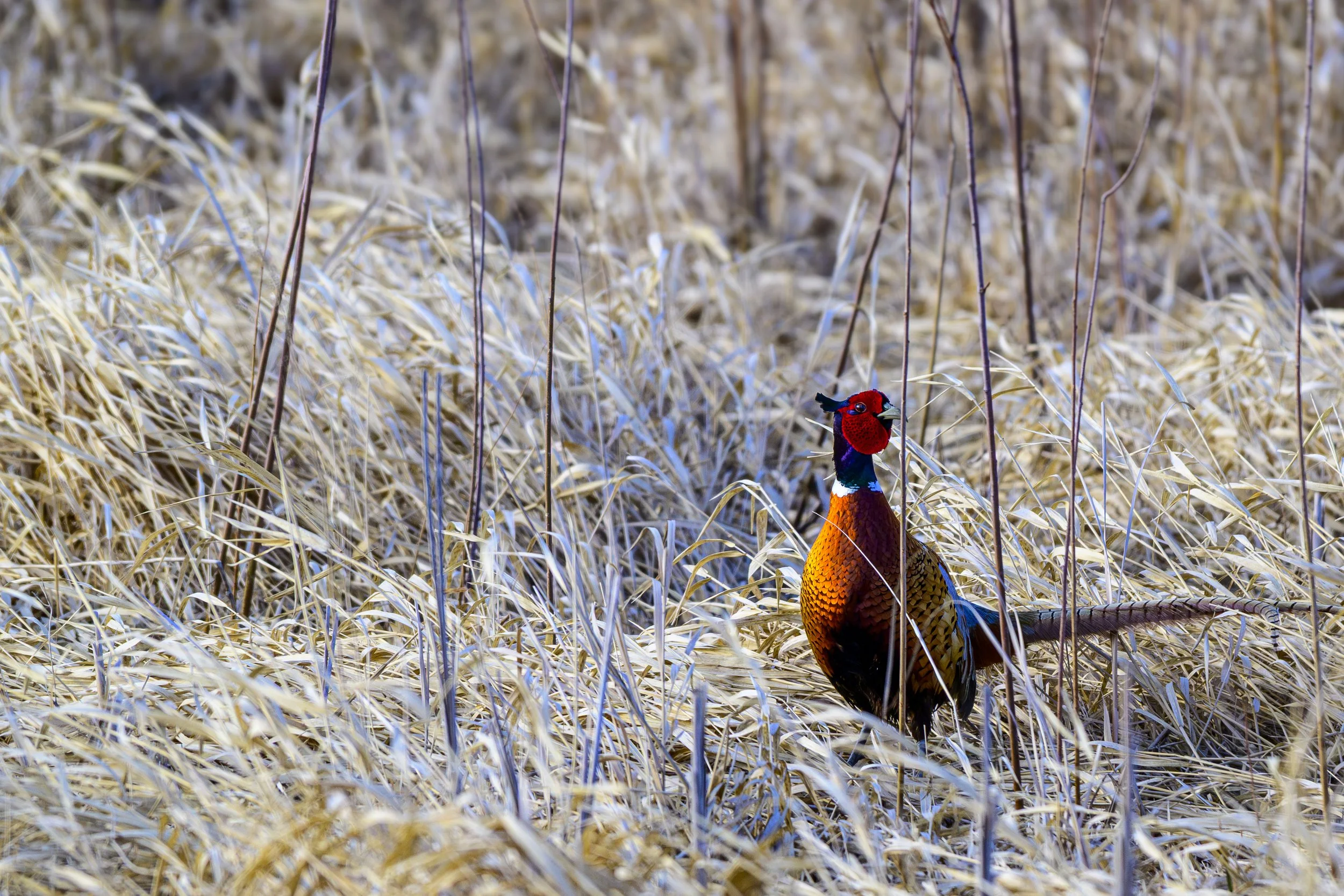 DSC_3981-Edit.jpg