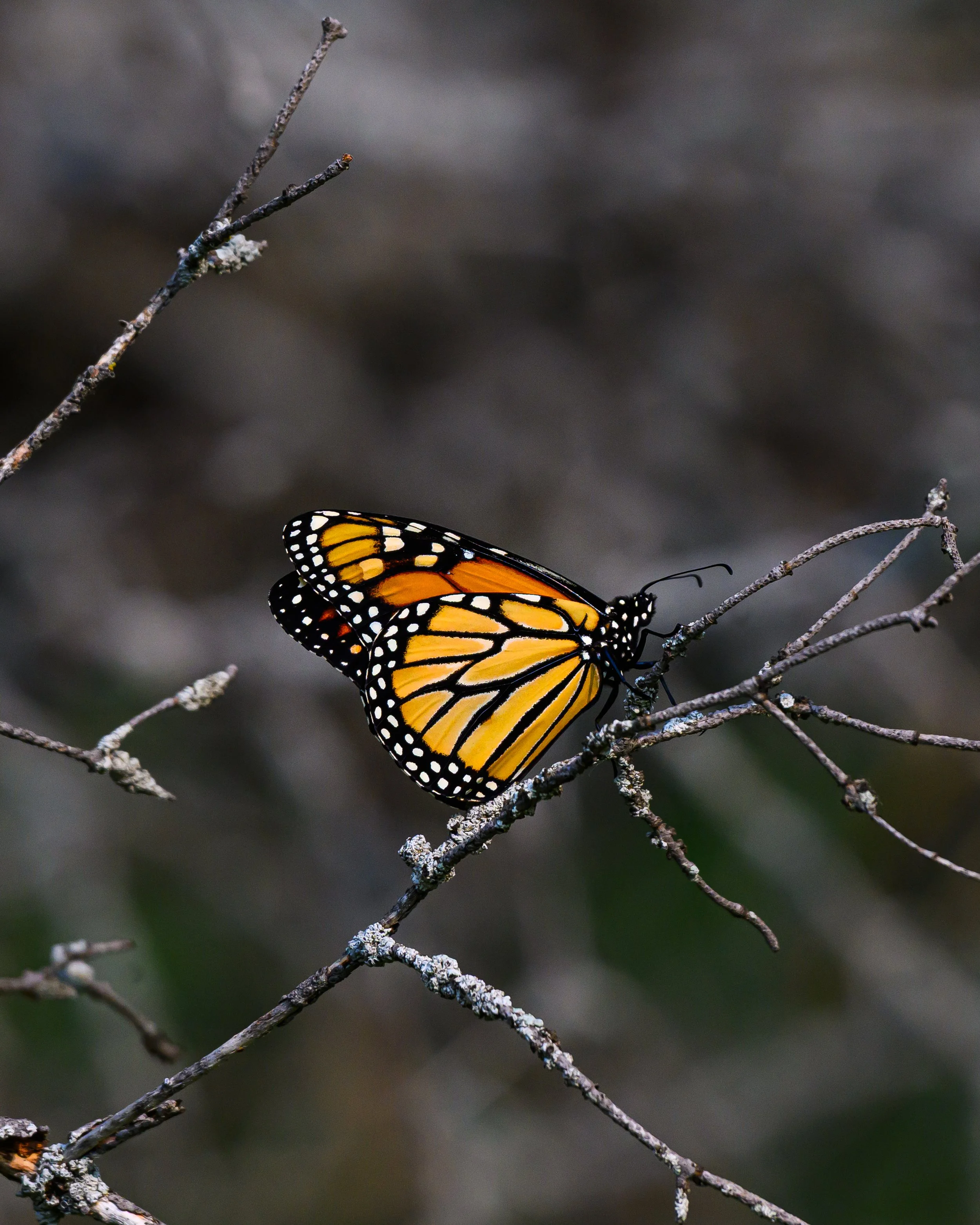 DSC_5433.jpg