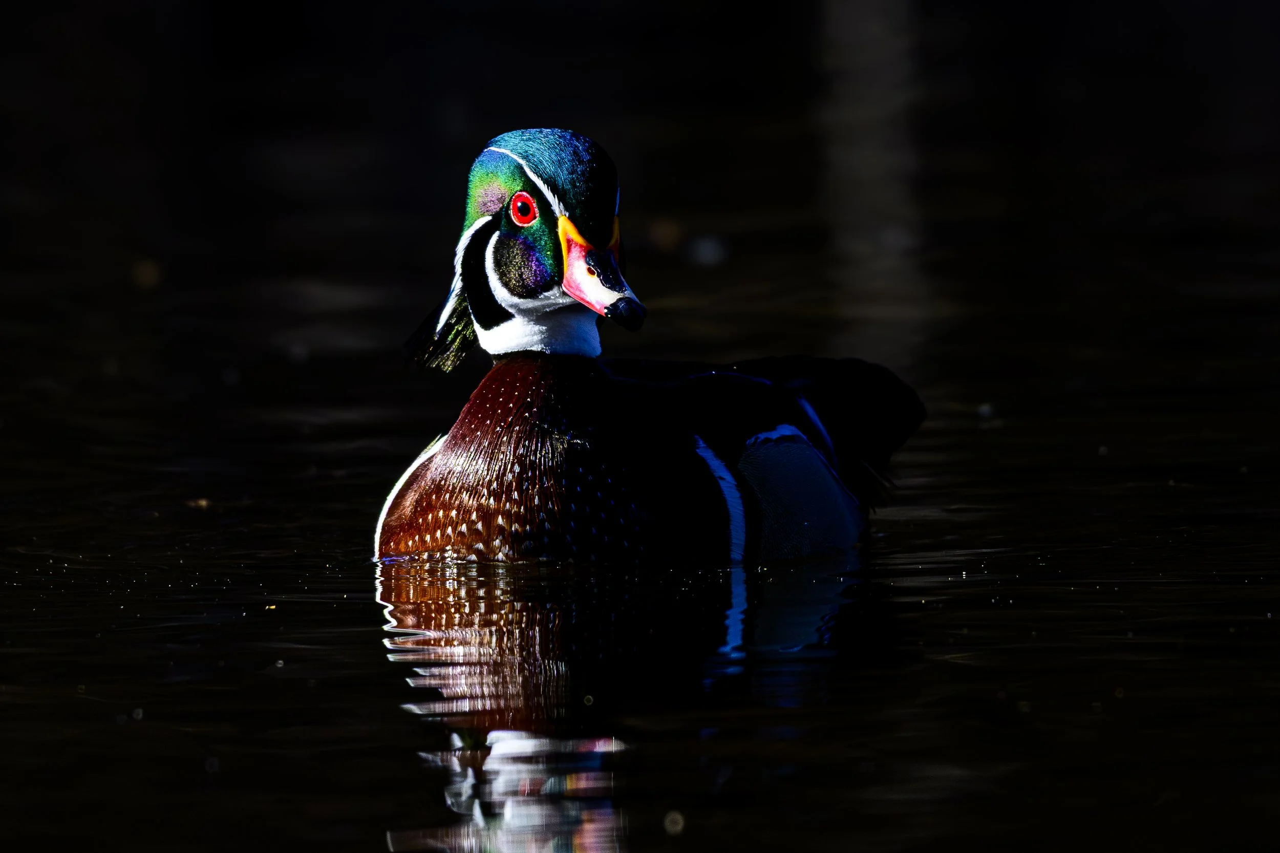DSC_1747-Edit-Edit.jpg