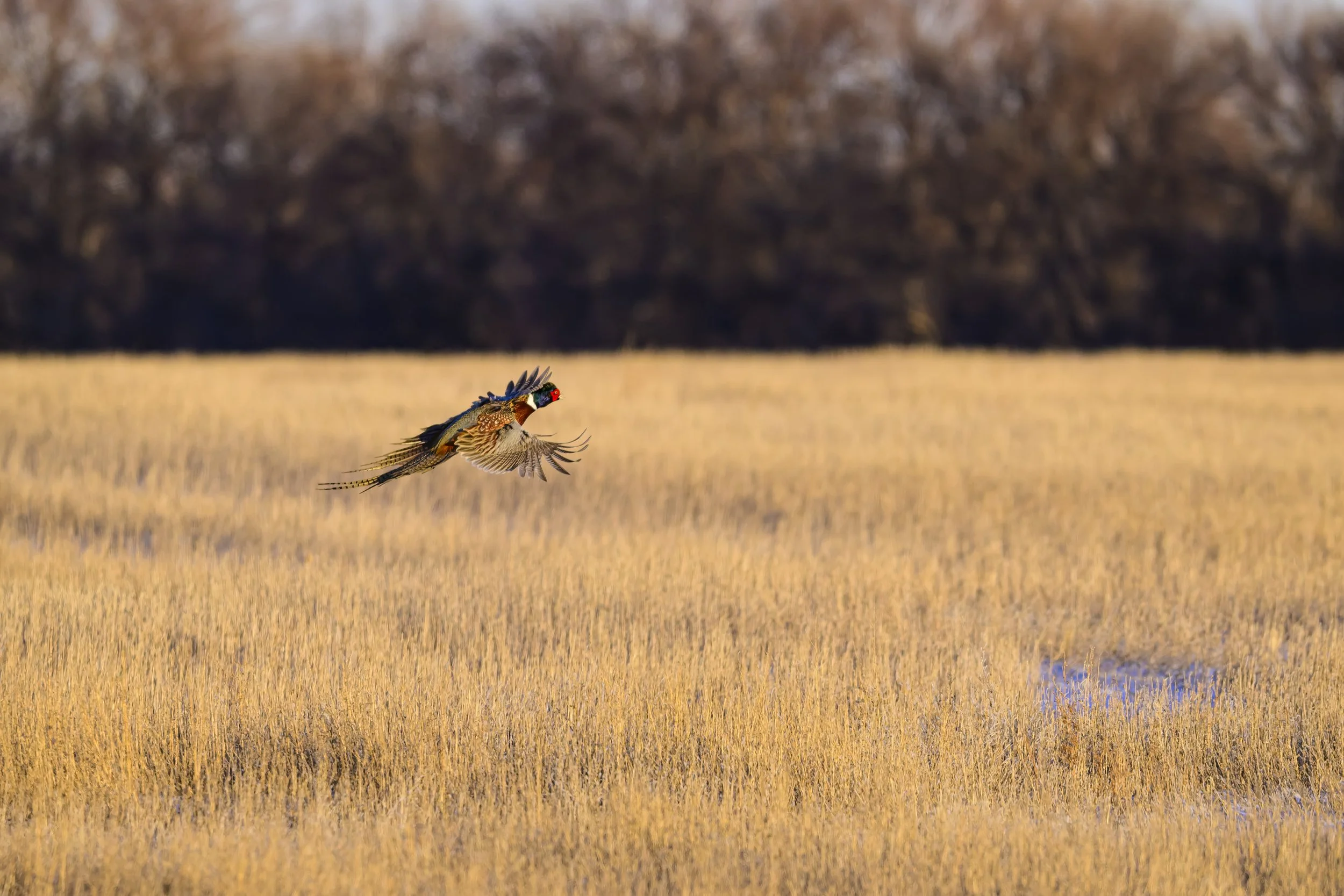 DSC_3410-DxO_DeepPRIME 3-Edit.jpg