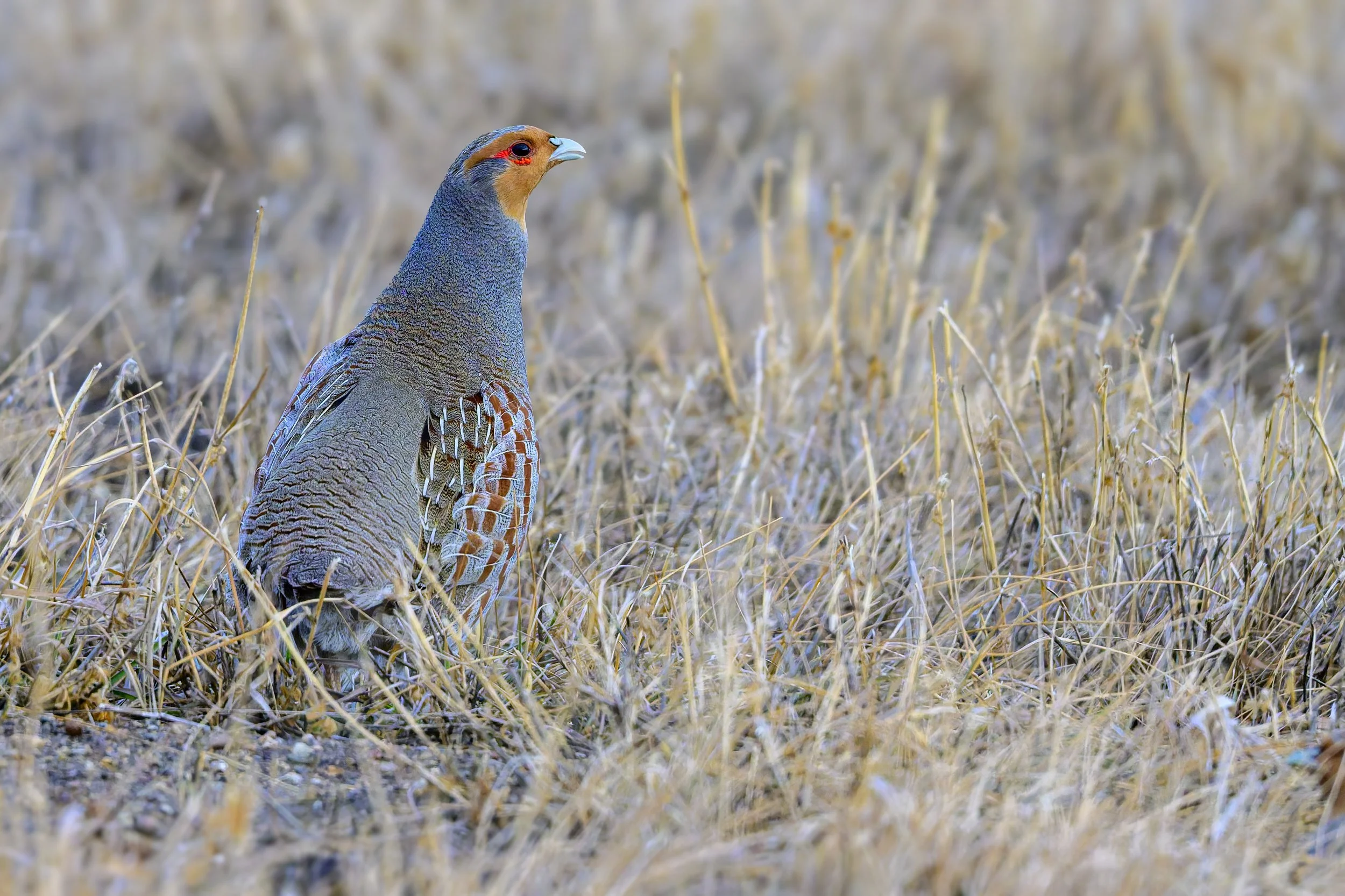 DSC_2366-DxO_DeepPRIME 3-Edit-Edit.jpg