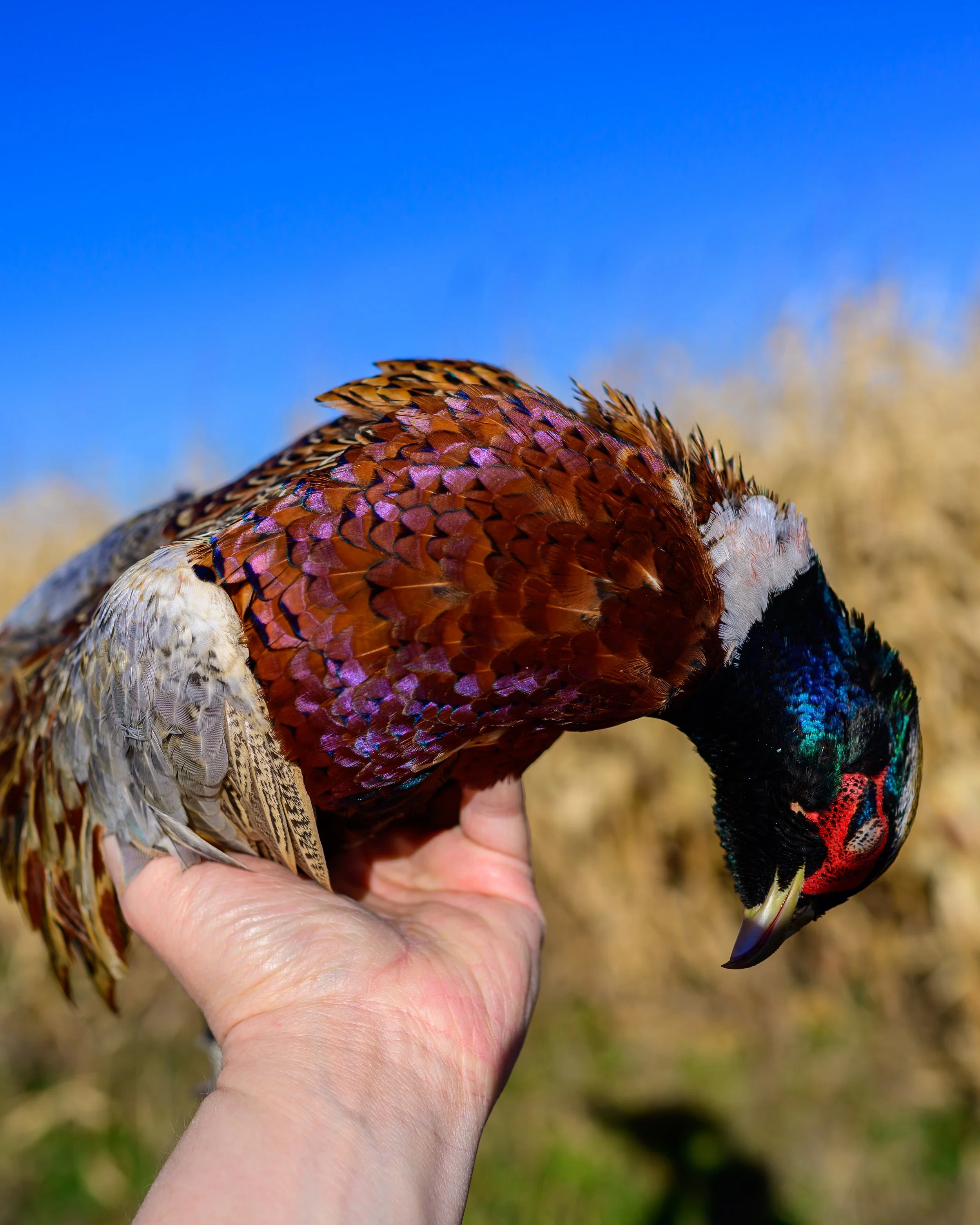 DSC_6473.jpg