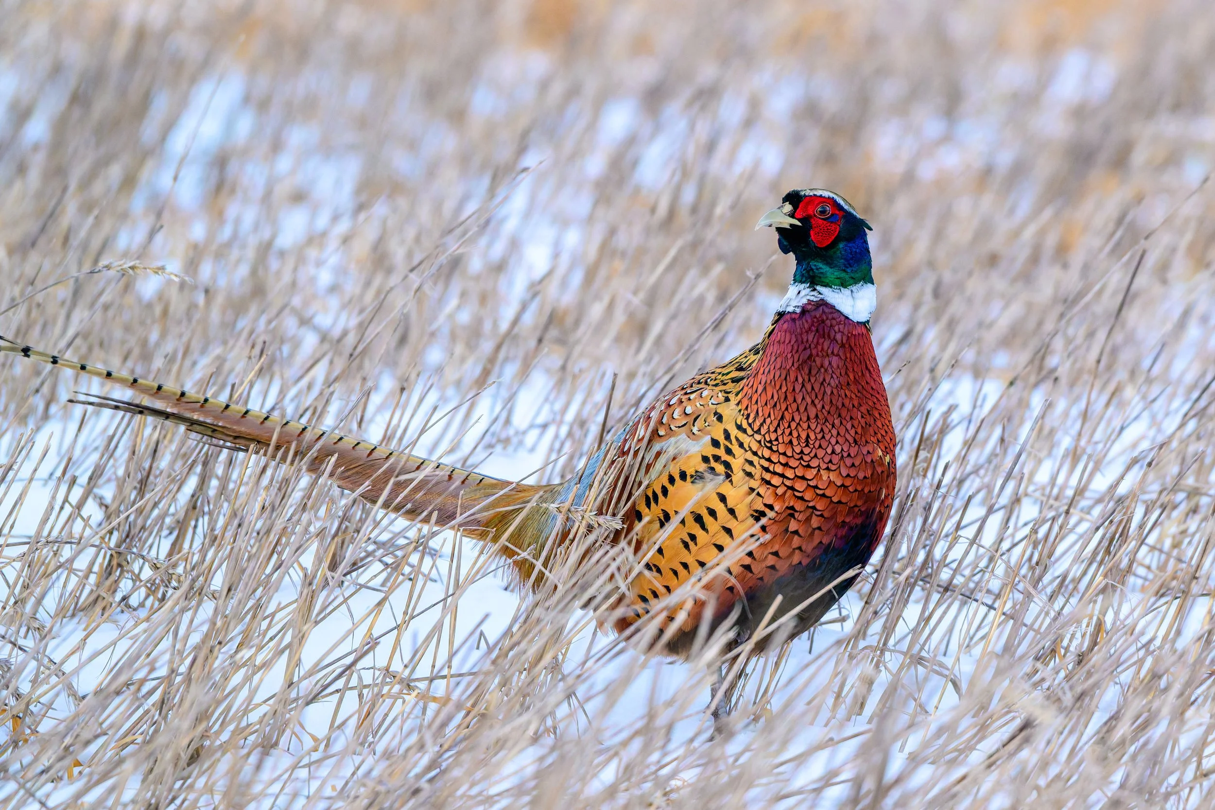 DSC_0661-DxO_DeepPRIME 3-Edit.jpg