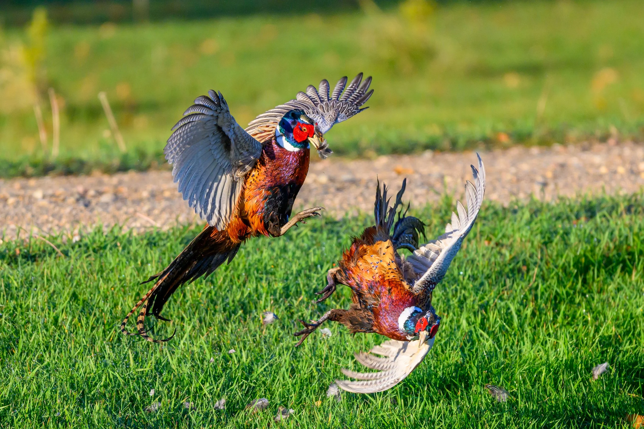 DSC_3531-Edit.jpg