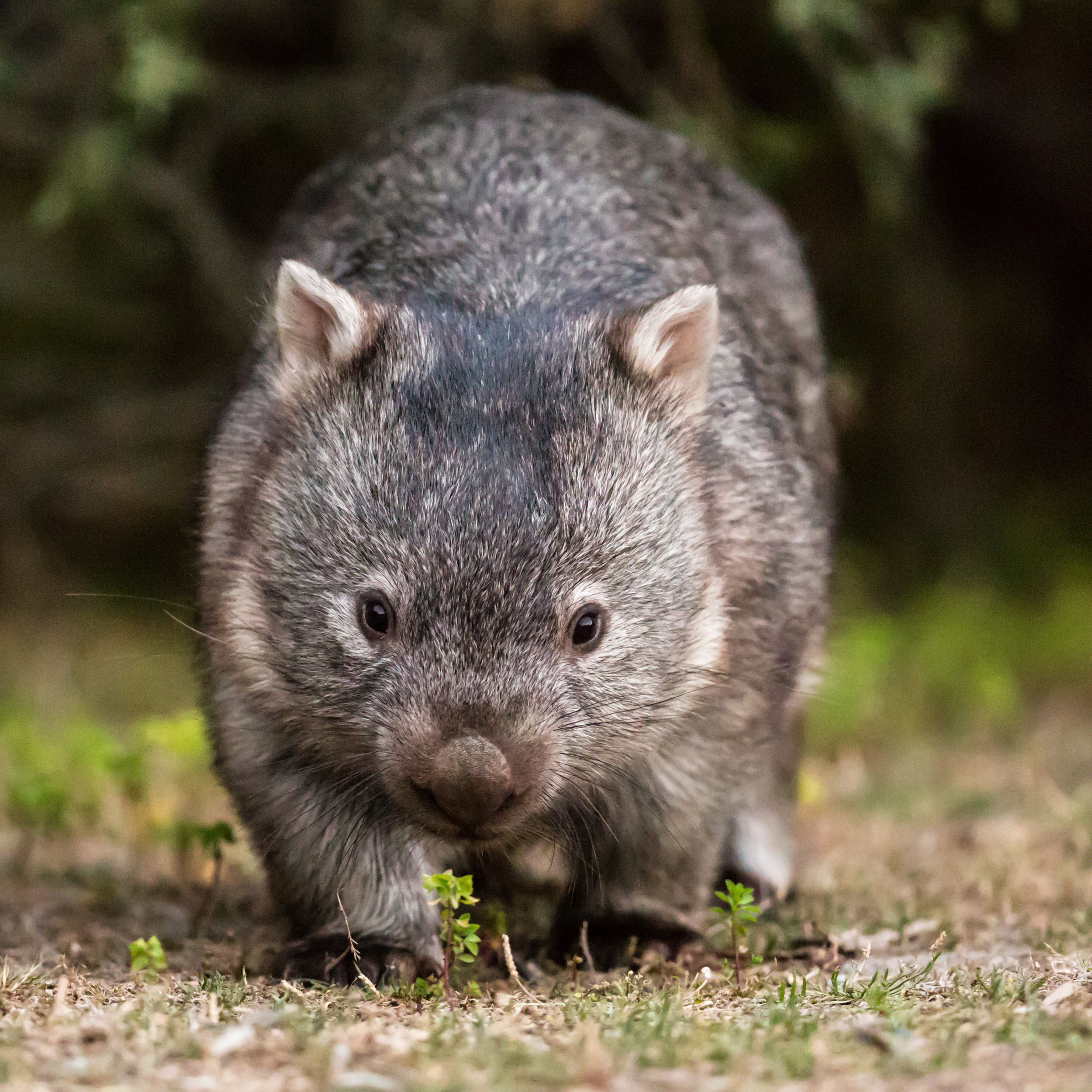 Do Wombats Poop Squares?