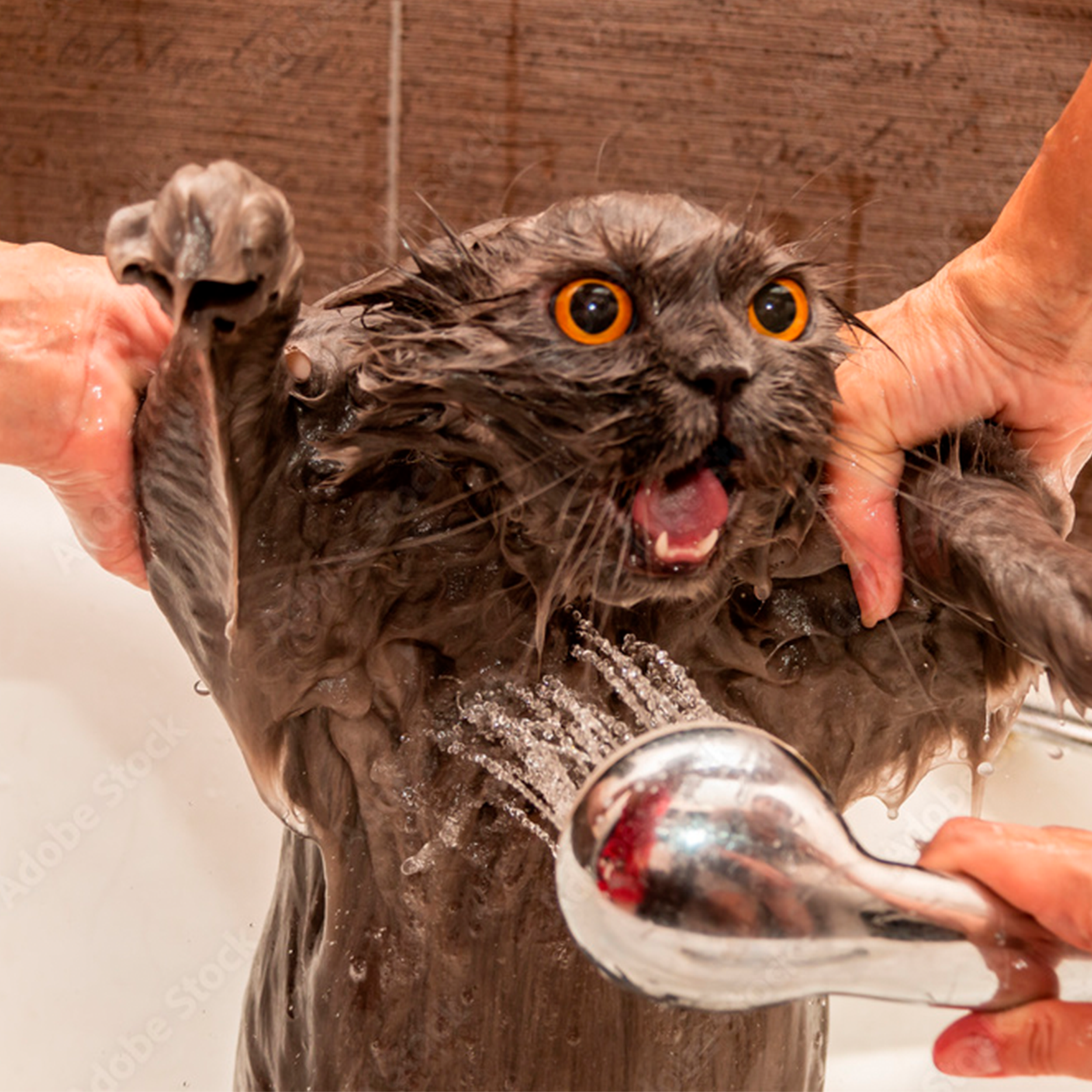 Are Cats Really Afraid of the Water?