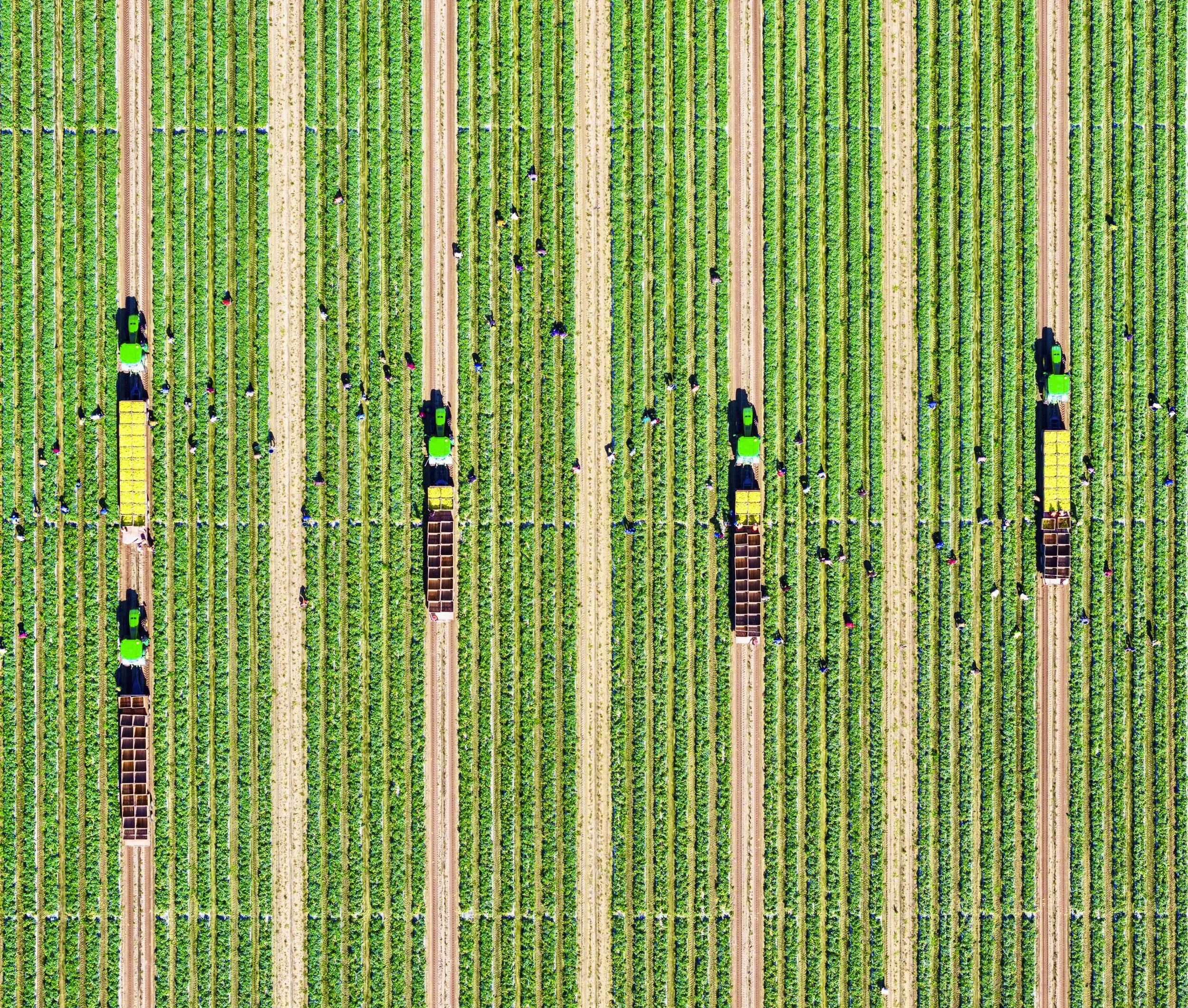 Pepper Picking Wide.jpg