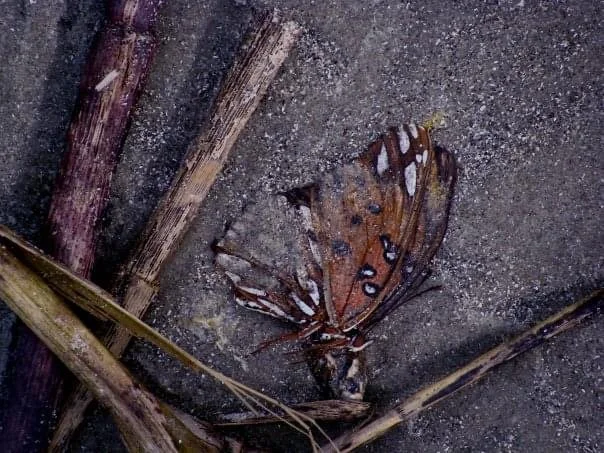Fleeting Fragility, Tybee Island, GA, 2008