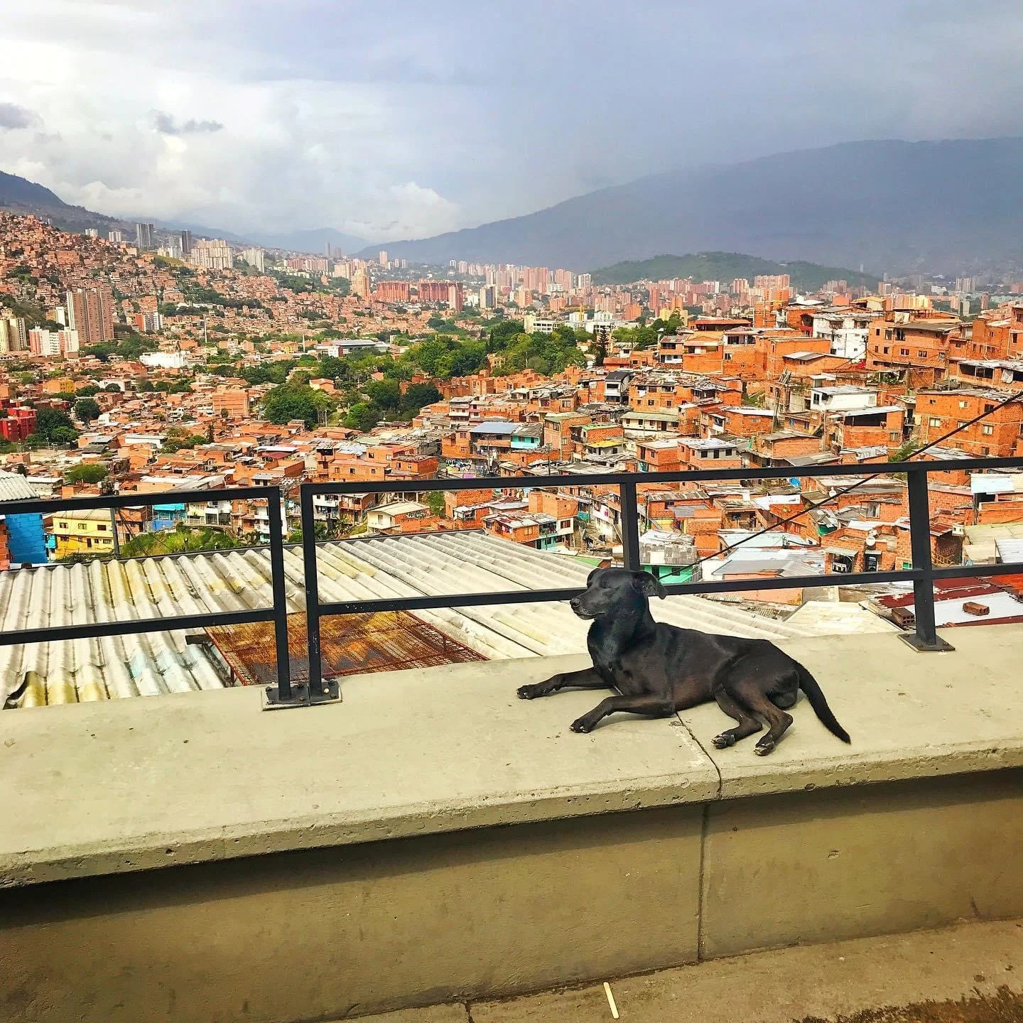 Colombian Dog, Medellin, 2019