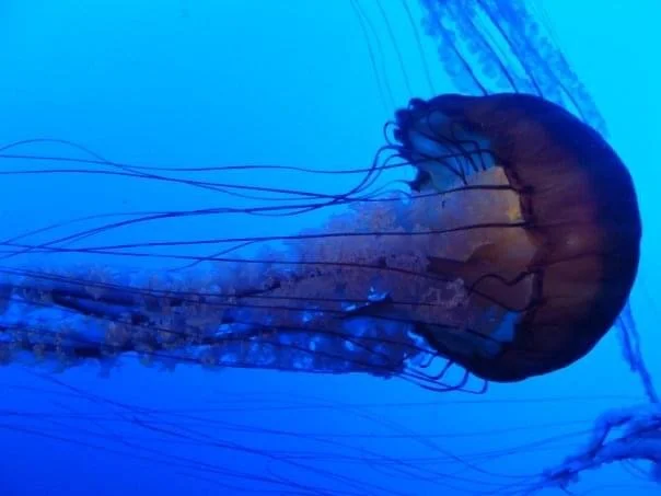 Nettles, Atlanta Aquarium, 2008