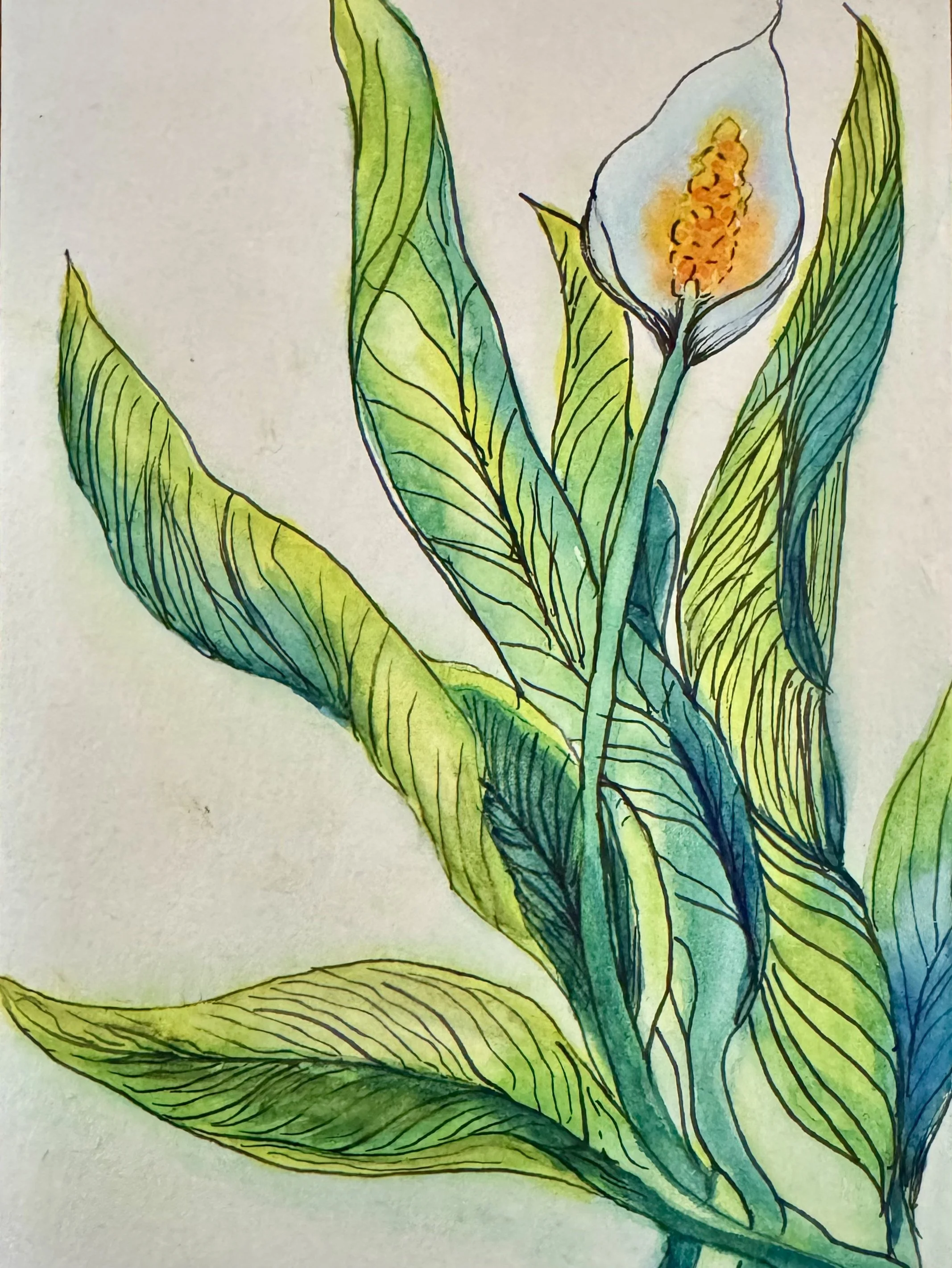 Peace Lily | Hand-Painted Watercolor Card