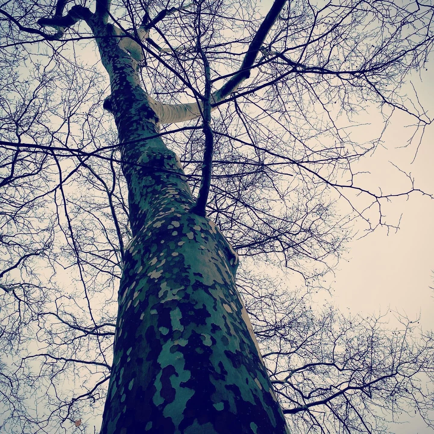 Winter's Veins, Philadelphia, 2020