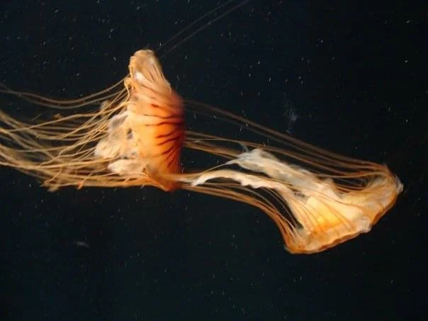 Jellies, Atlanta Aquarium, 2008