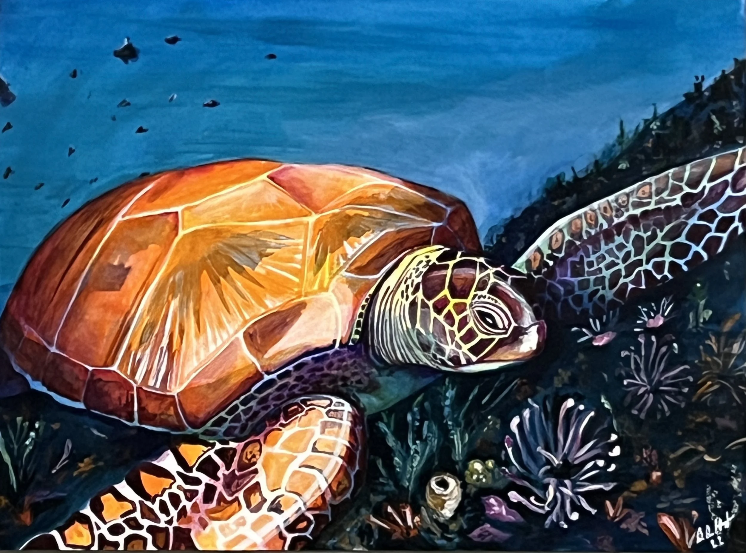 Turtle, Brian Hindson