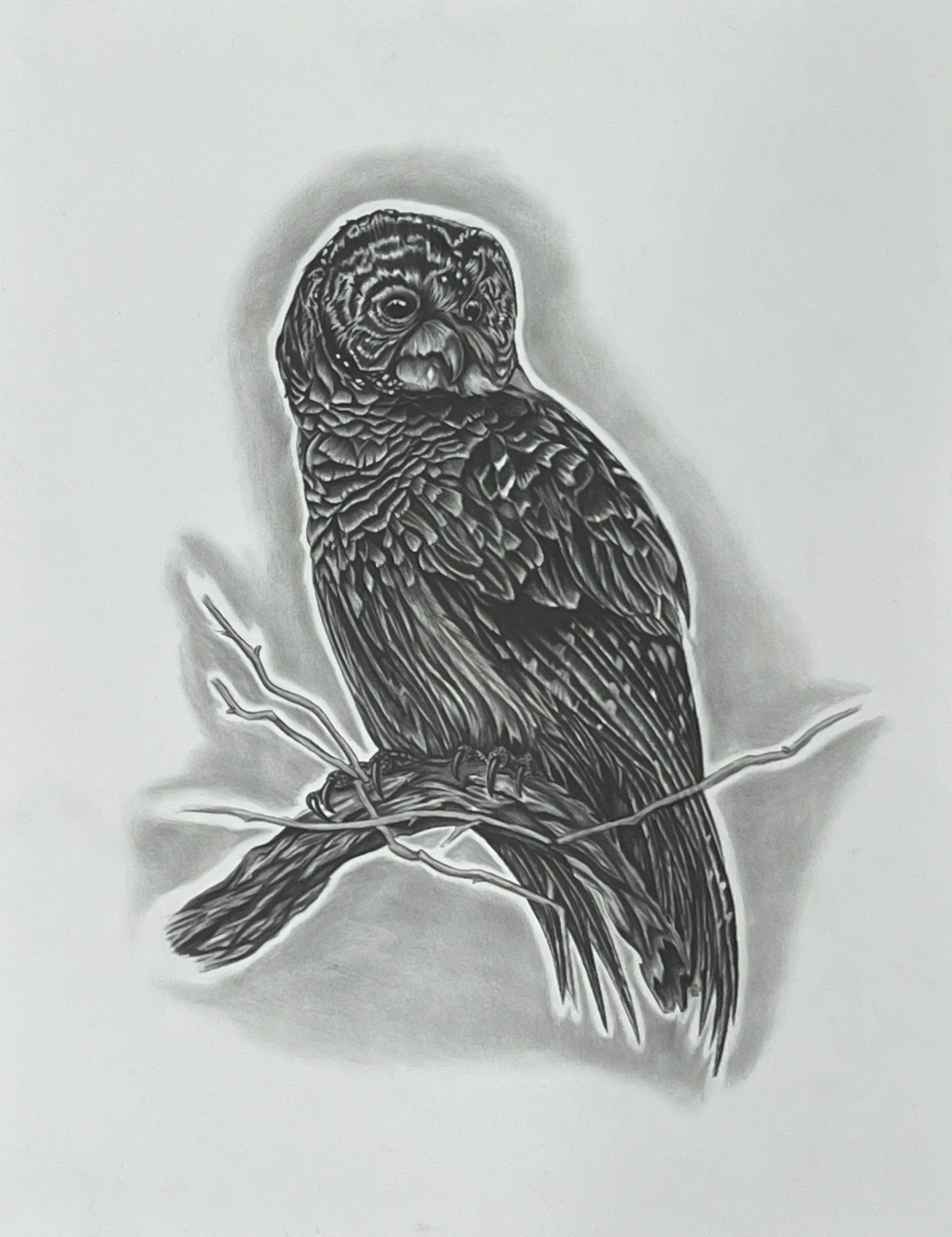 Larry Burns, Owl, Graphite 16x20