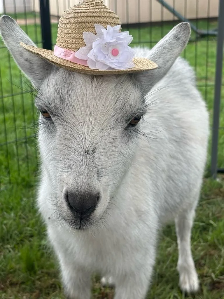✨ Once upon a time, a group of kids gathered in the meadow to hear stories&hellip; with goats as their front-row audience. Storytime at the farm isn&rsquo;t just about books&mdash;it&rsquo;s about magic, laughter, and furry friends who love a good ta