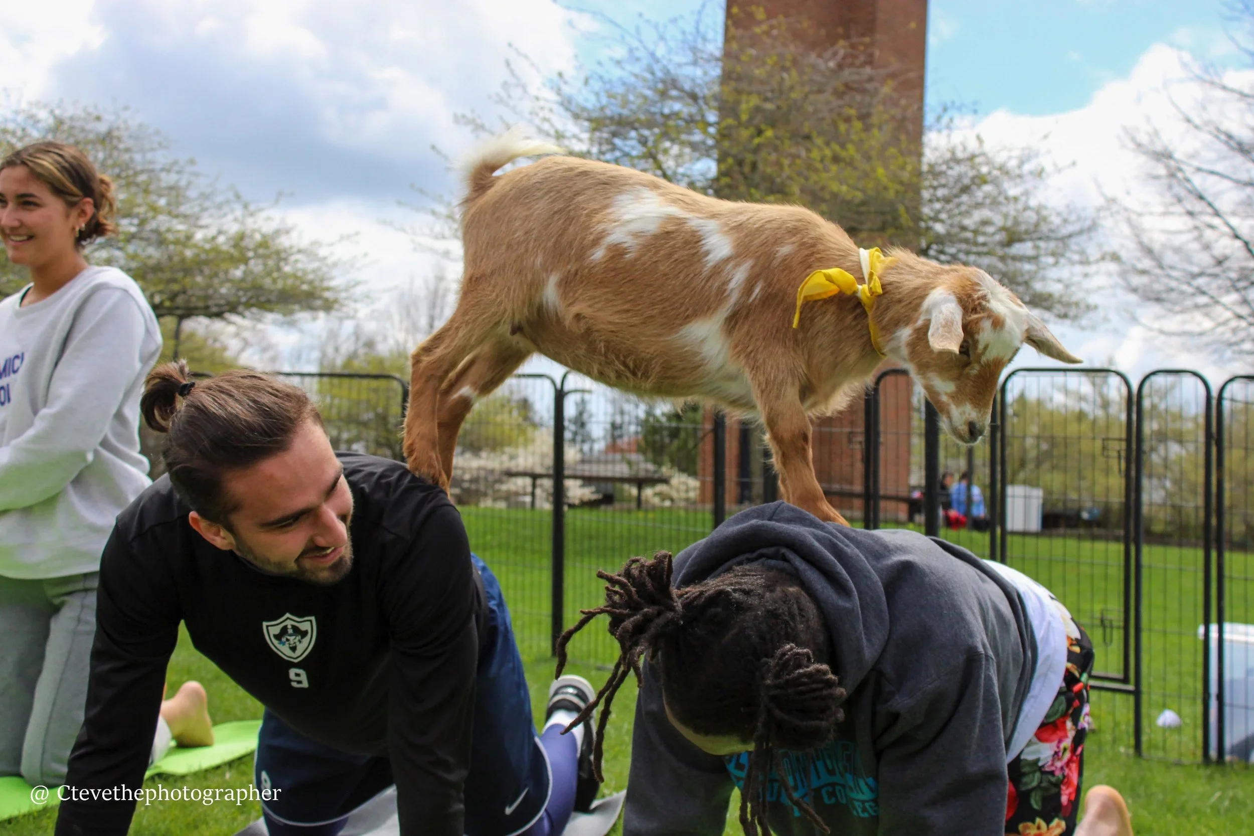 Team Building Goat Yoga — NY Goat Yoga